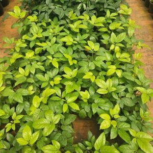 Schefflera Gold