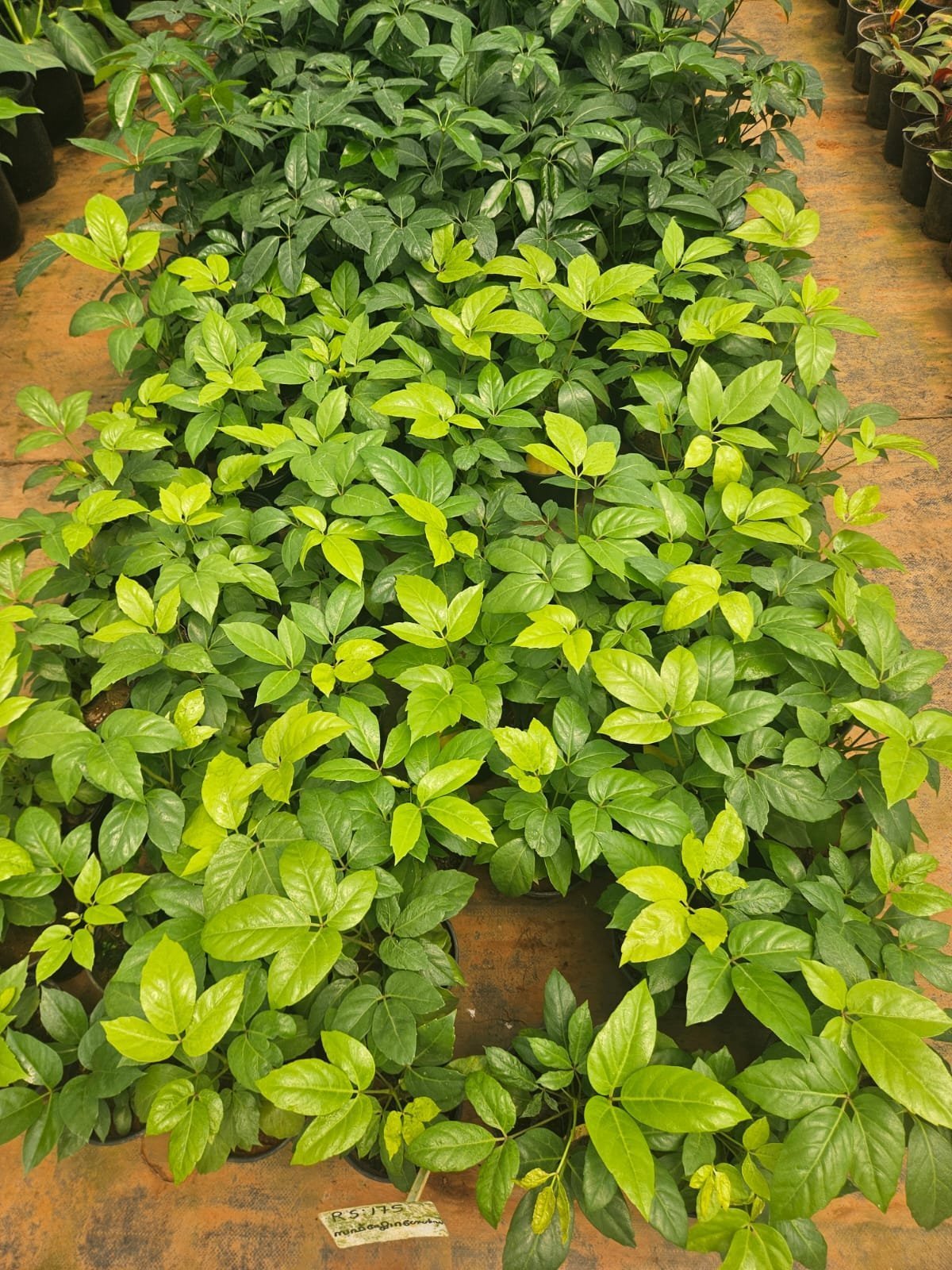 Schefflera Gold
