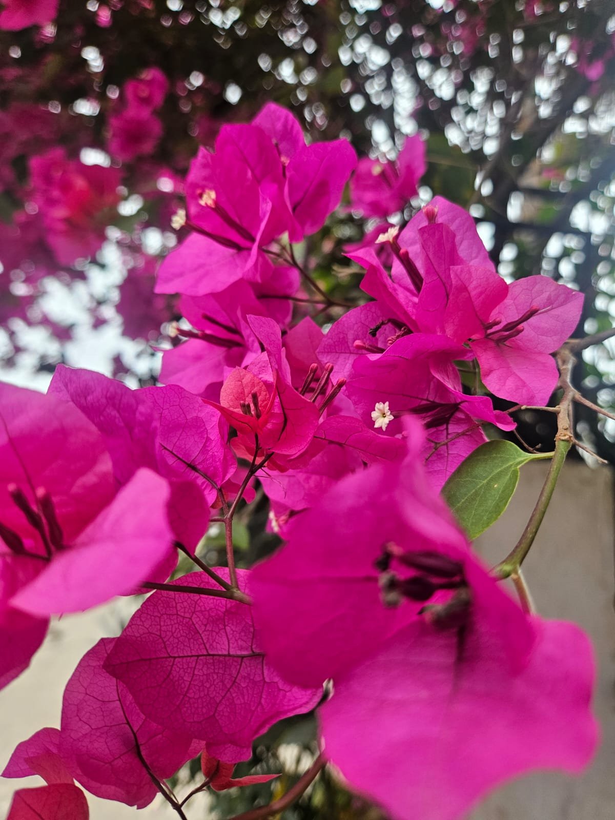 Bougainvillea Pink Bougainvillea Pink