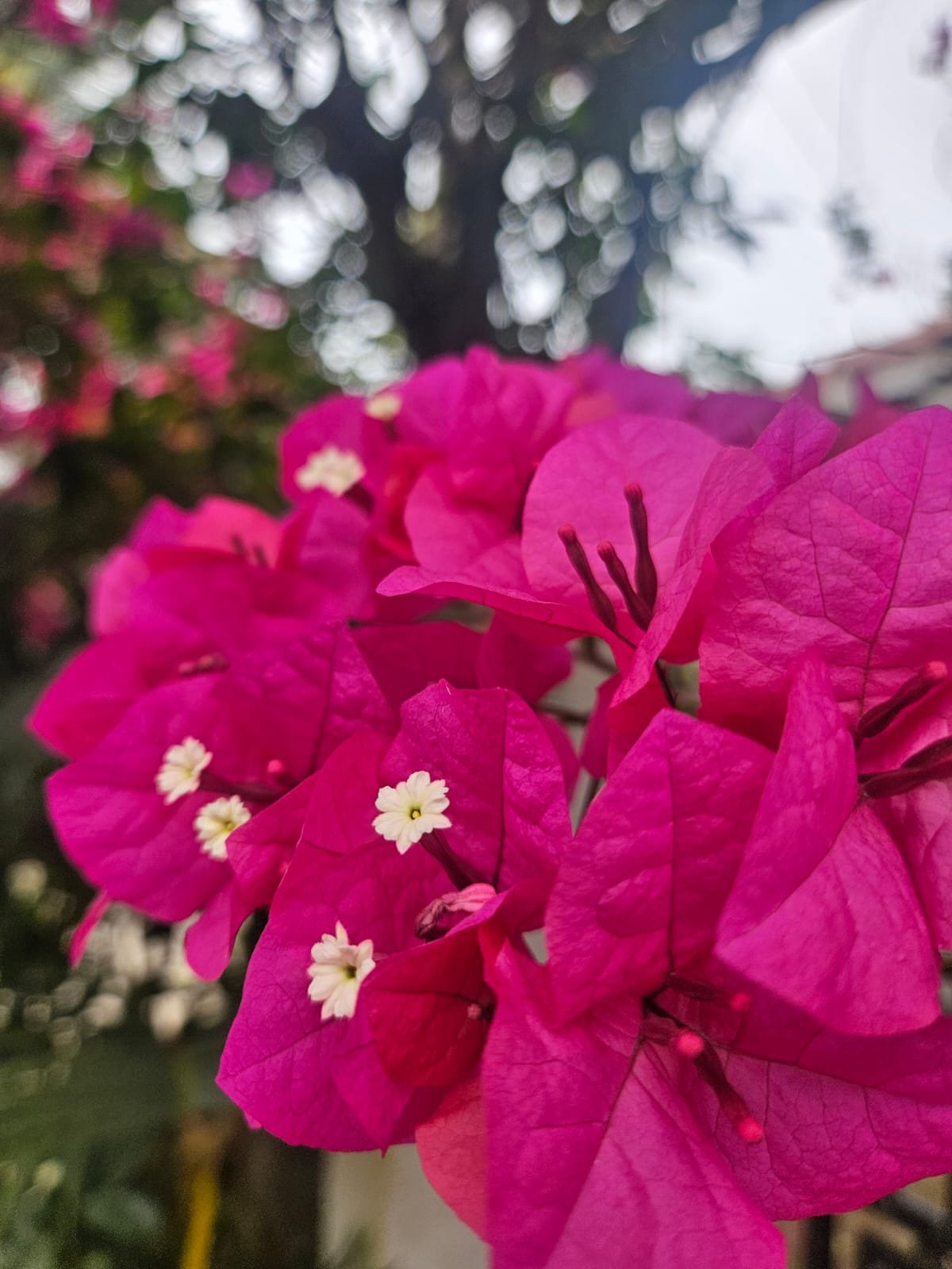 Bougainvillea Pink Bougainvillea Pink