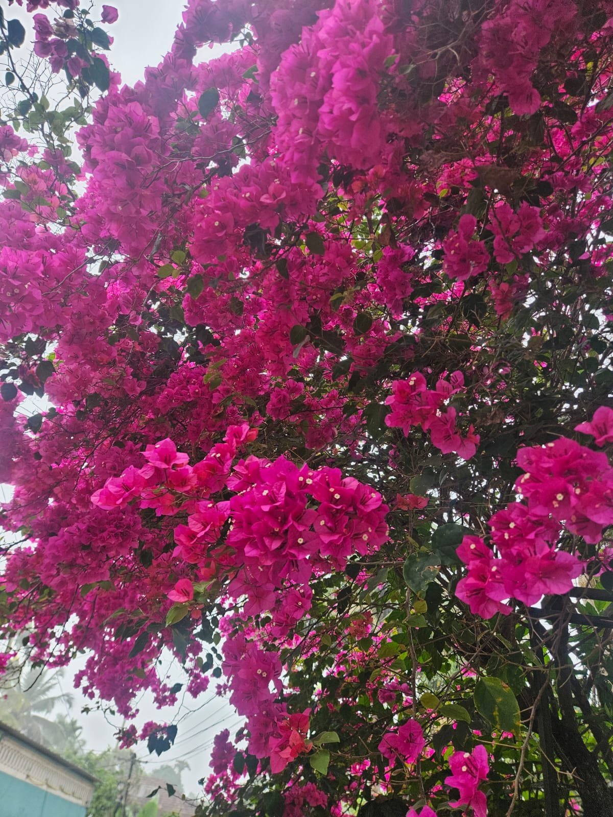 Bougainvillea Pink Bougainvillea Pink