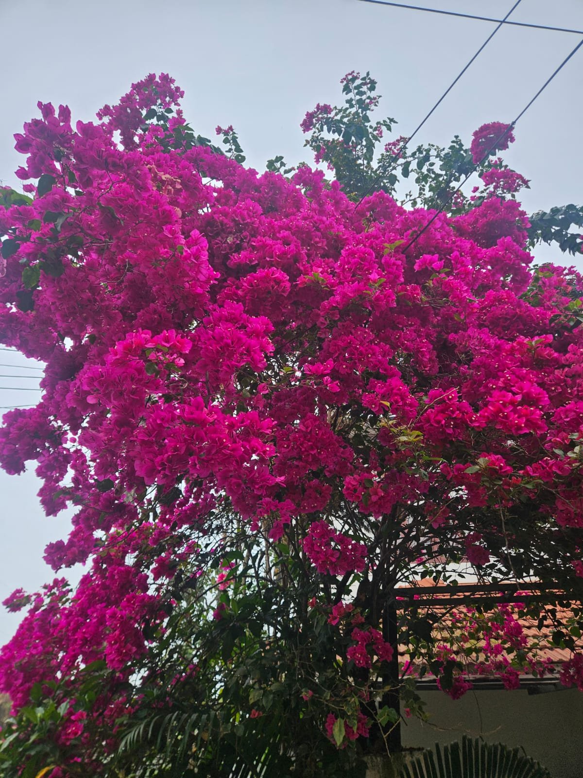 Bougainvillea Pink Bougainvillea Pink