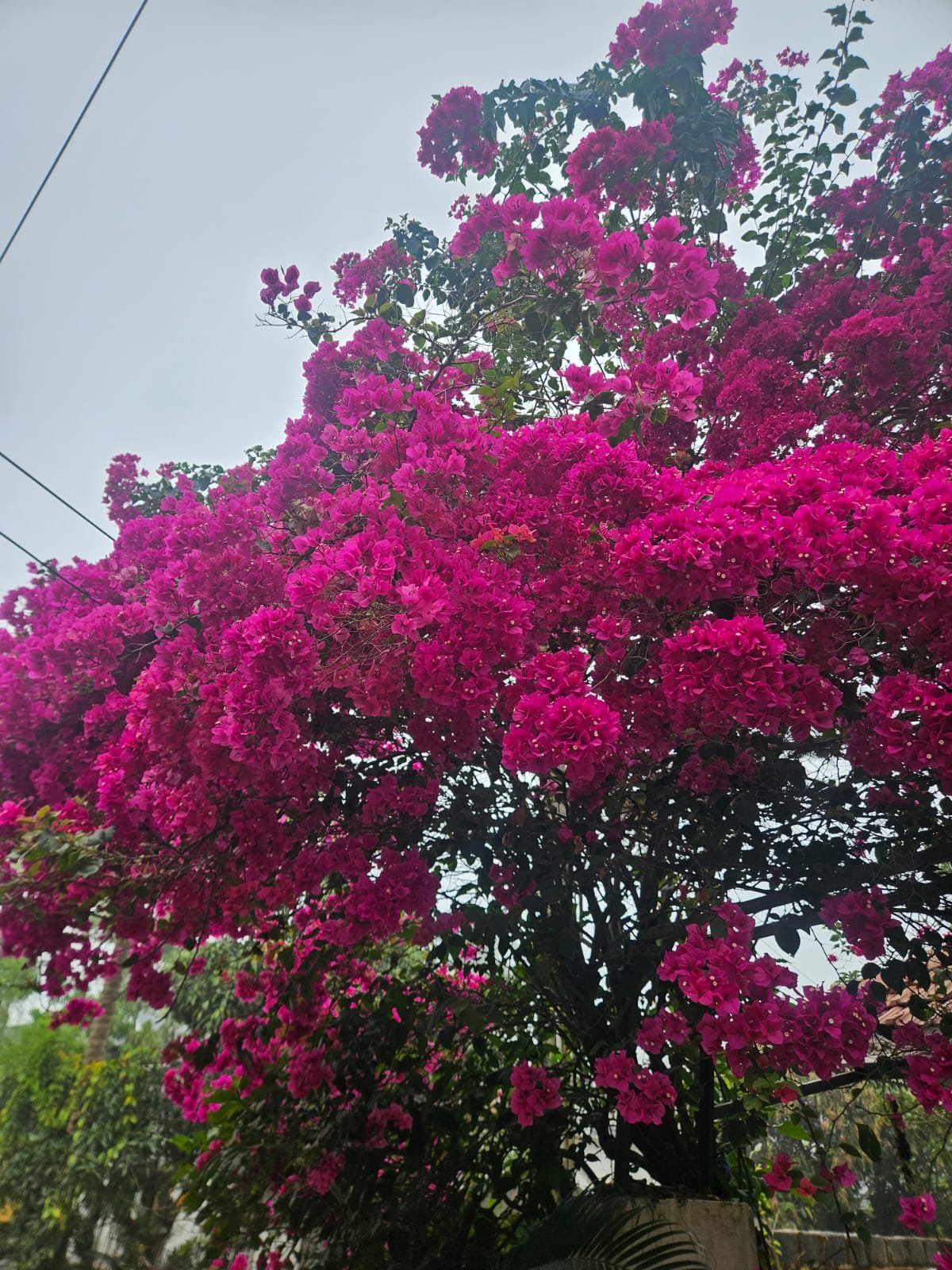 Bougainvillea Pink Bougainvillea Pink