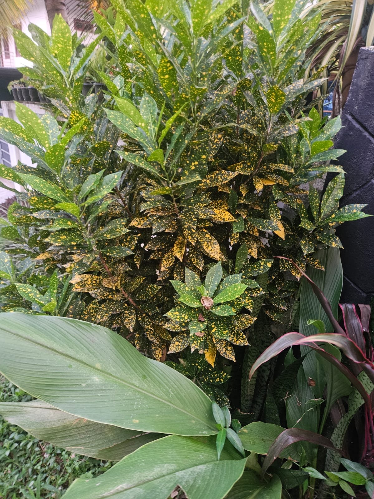 Croton Croton