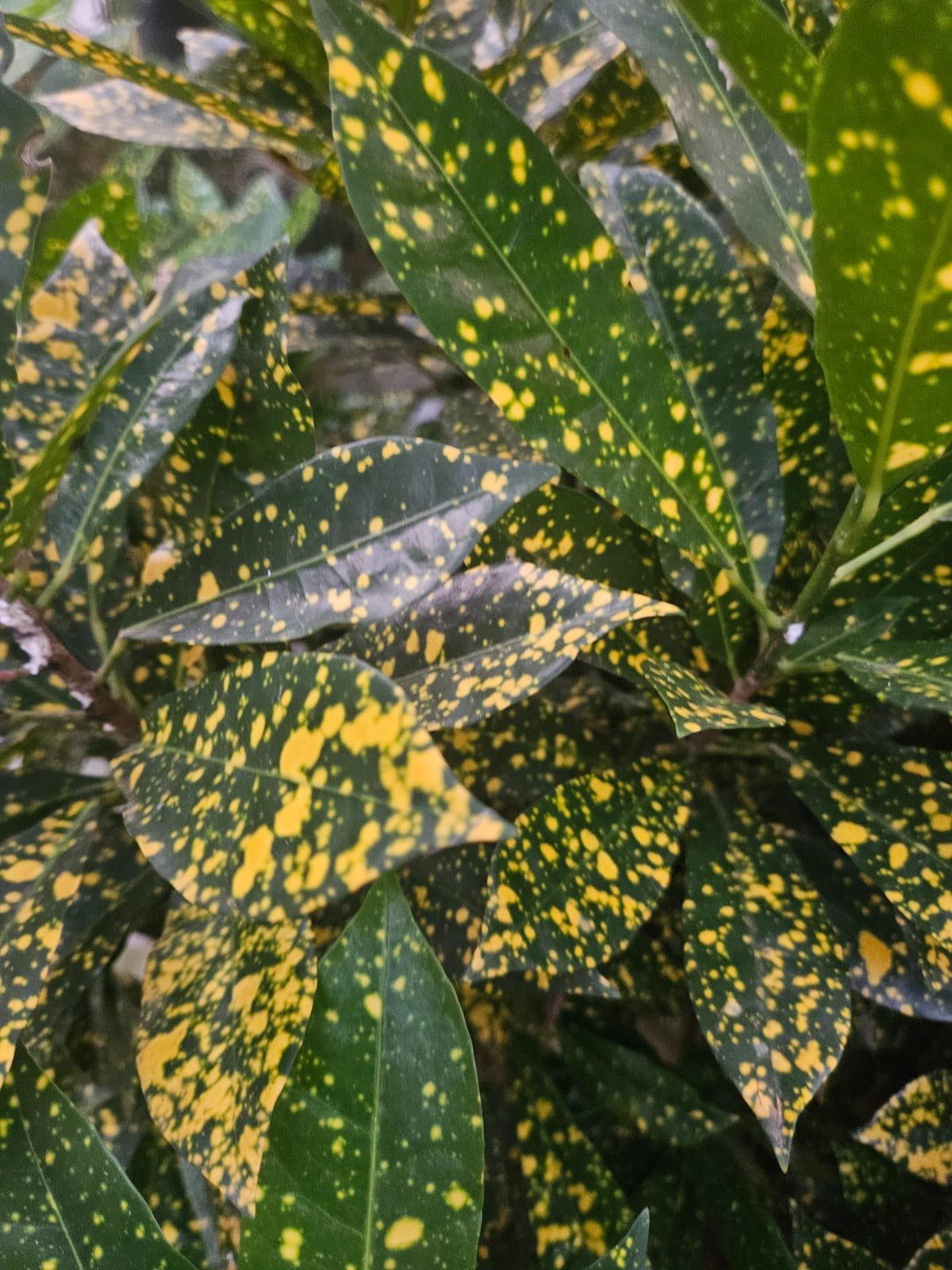 Croton Croton