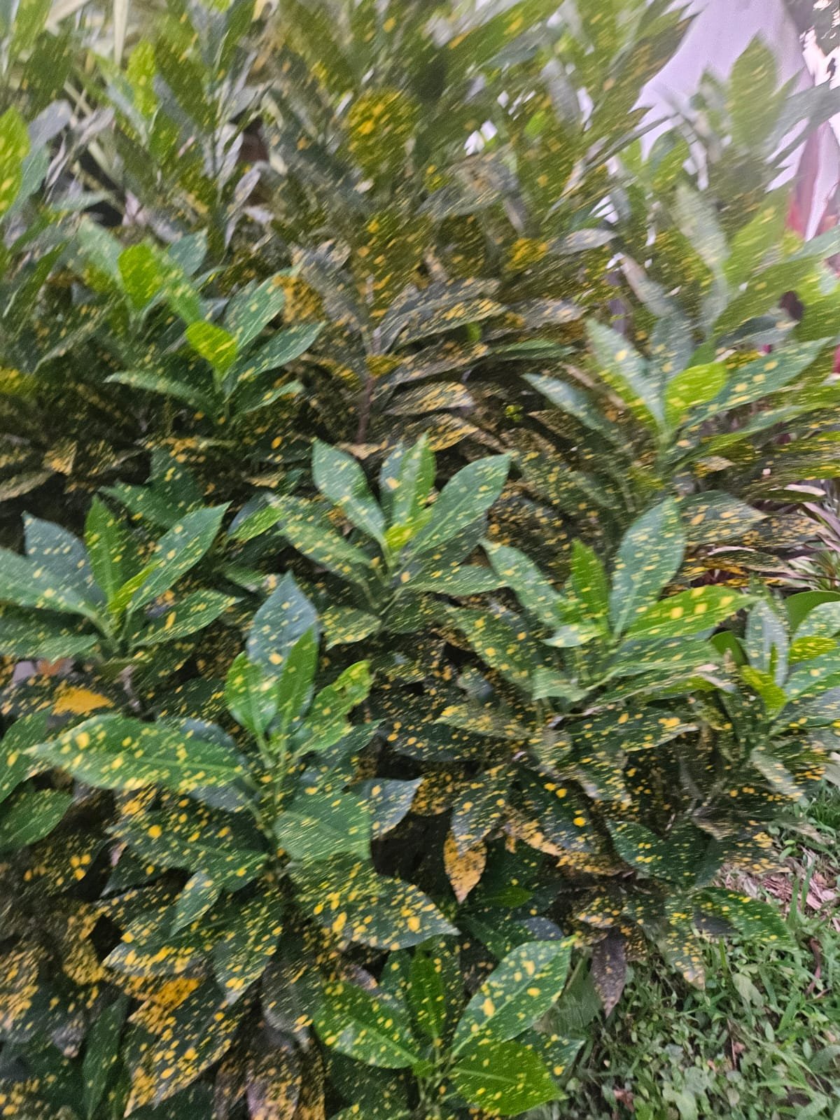 Croton Croton