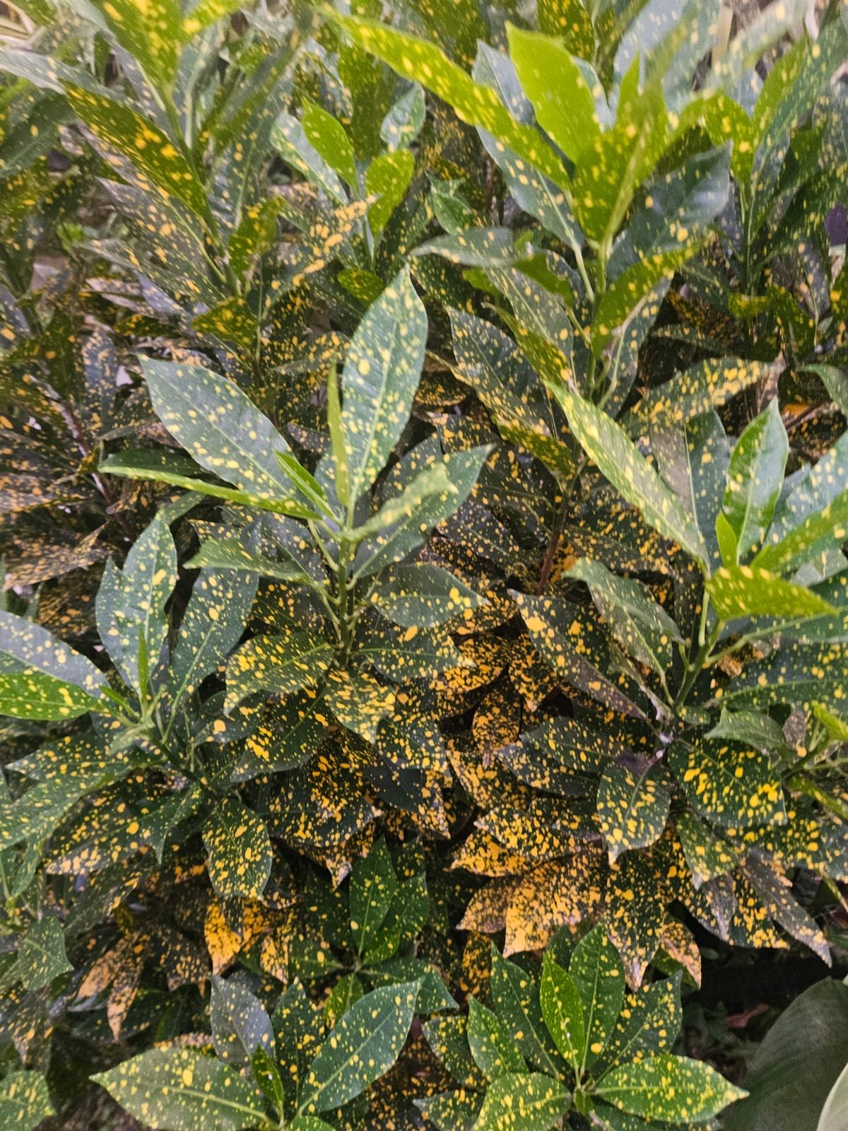 Croton Croton