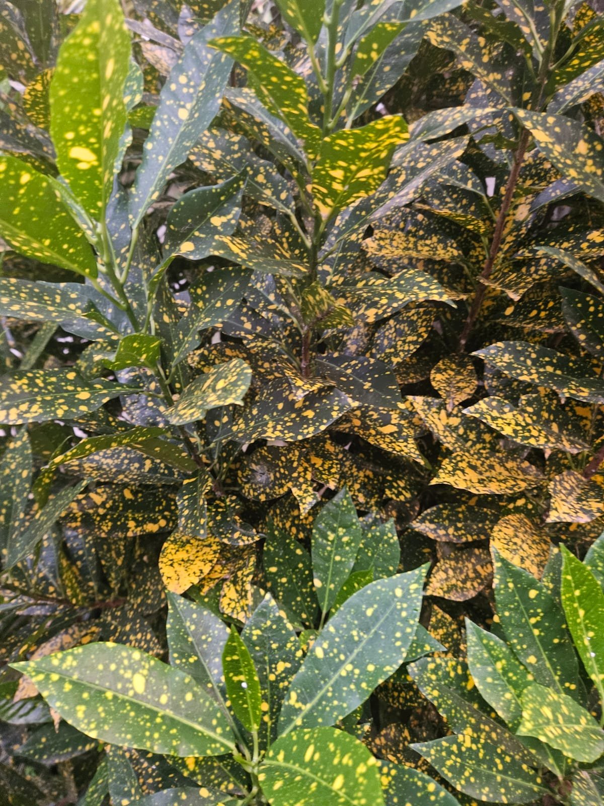 Croton Croton