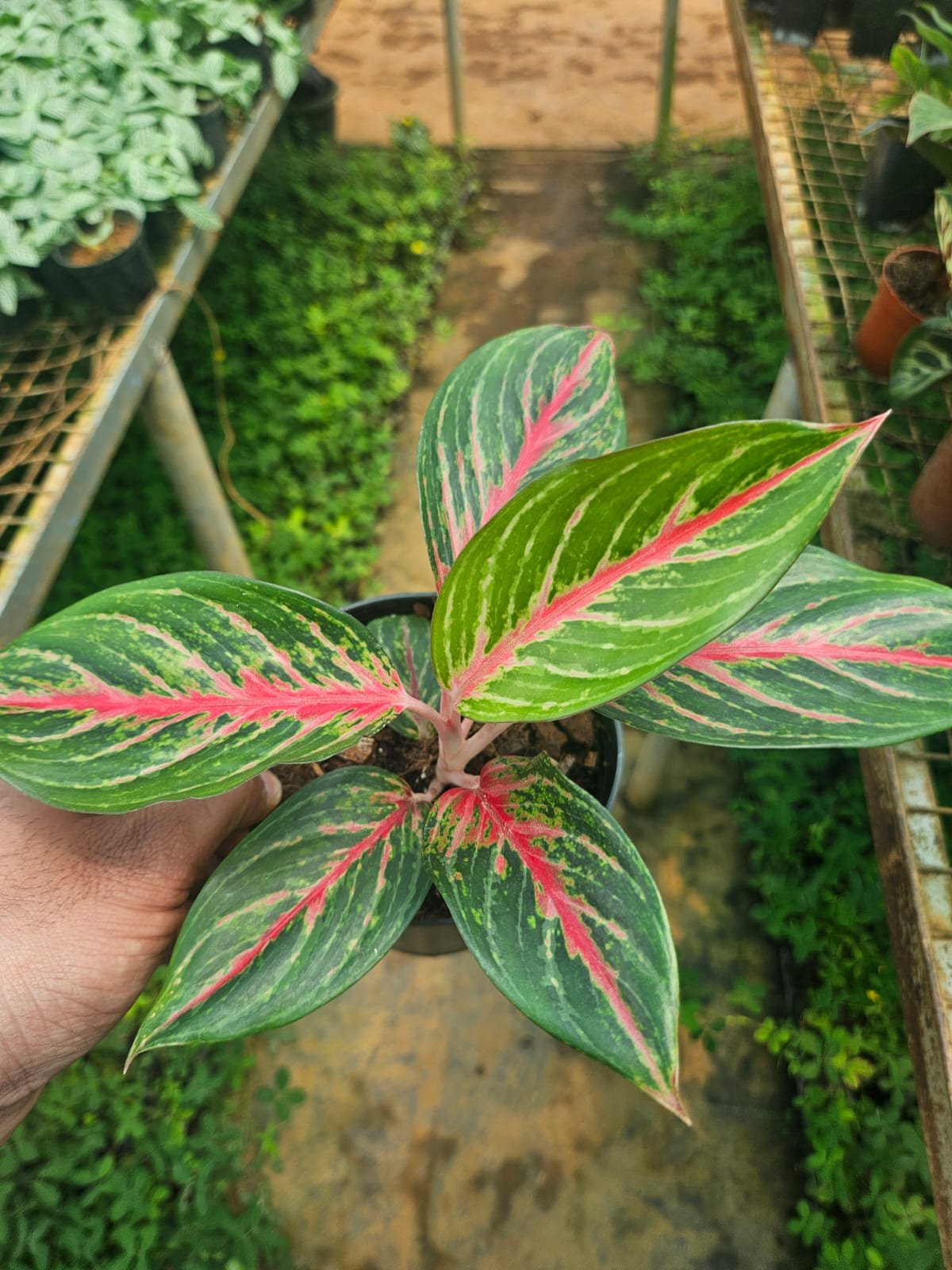 Red Centre Aglaonema