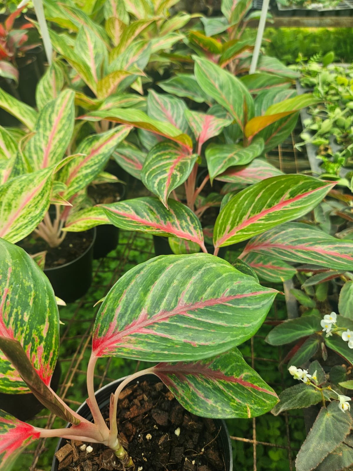 Red Centre Aglaonema