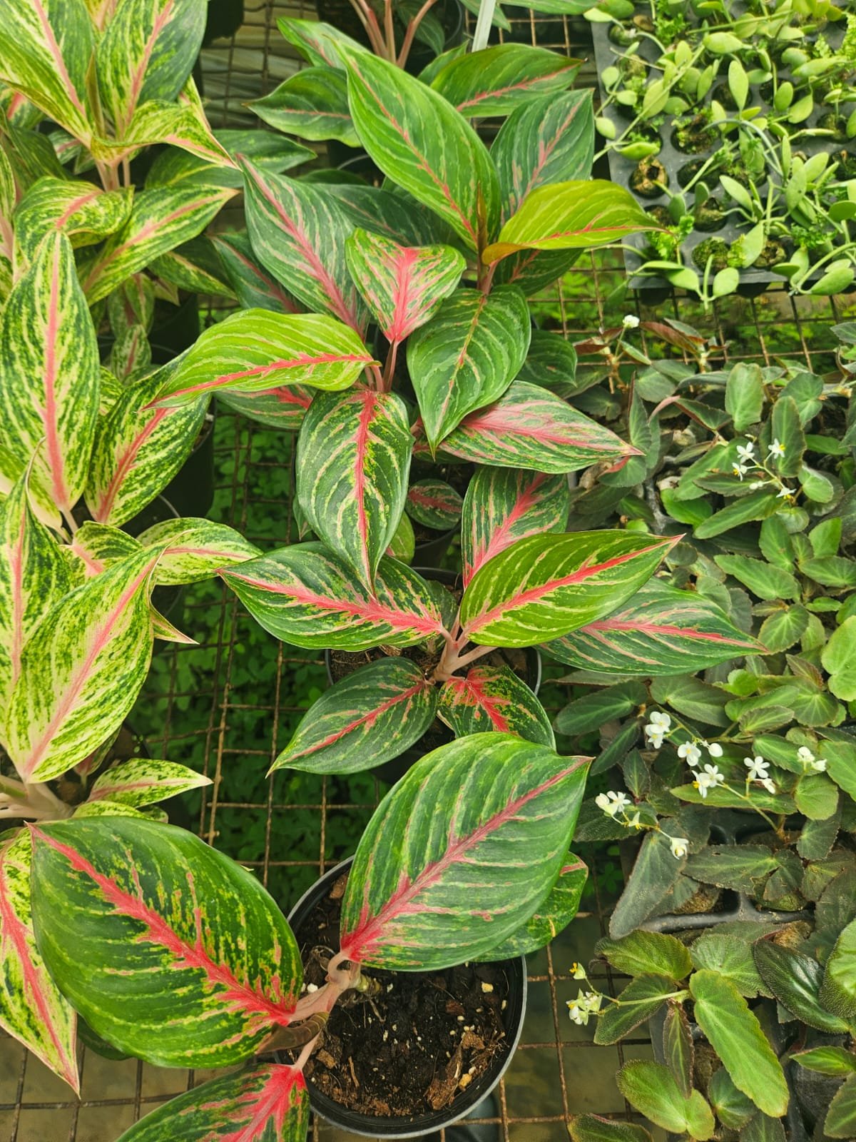 Red Centre Aglaonema
