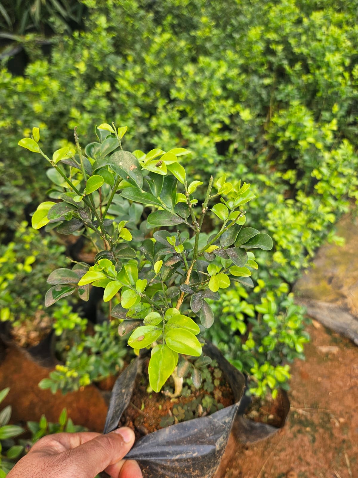 Orange Jessamine (Maramulla)