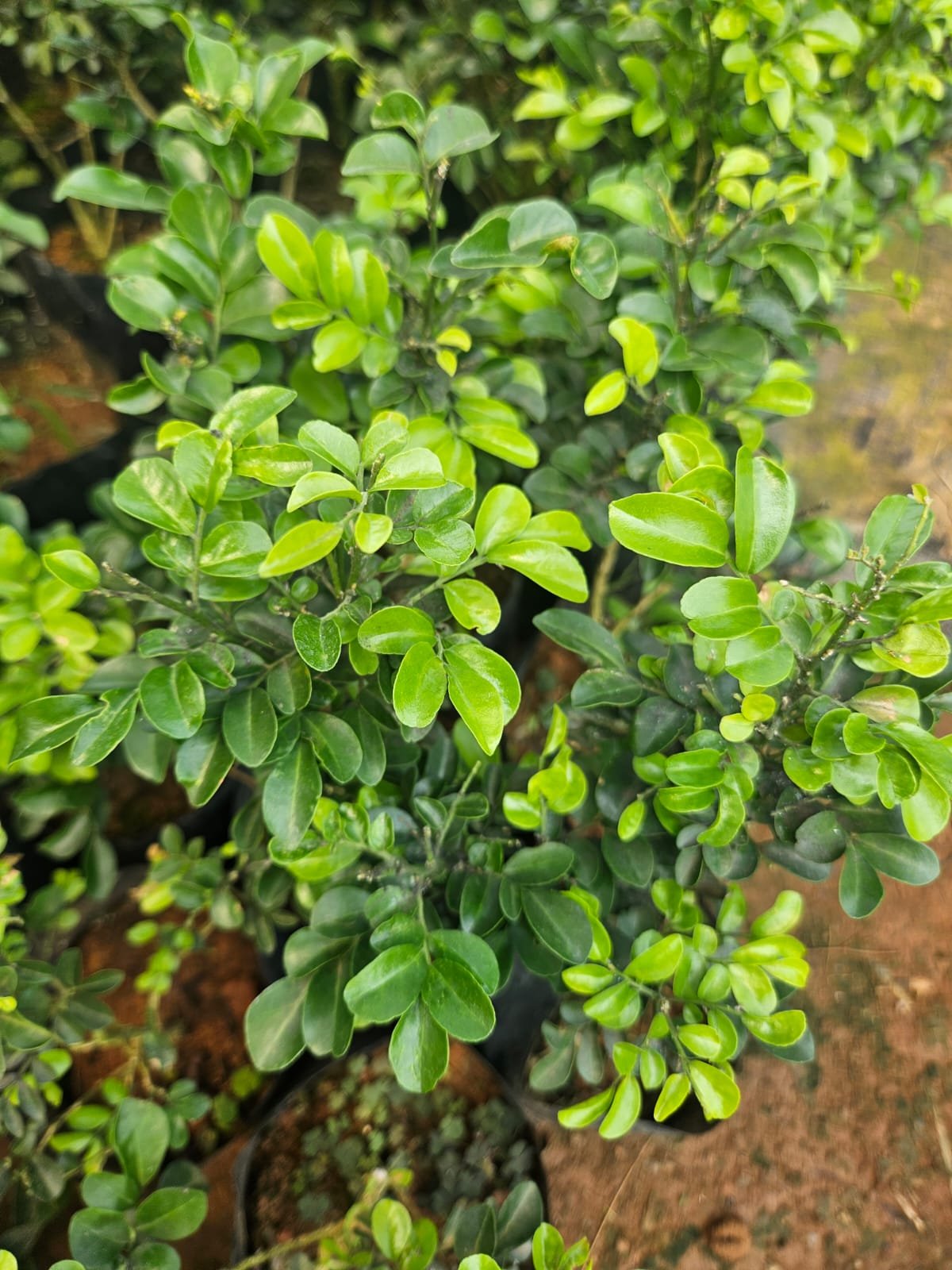 Orange Jessamine (Maramulla)