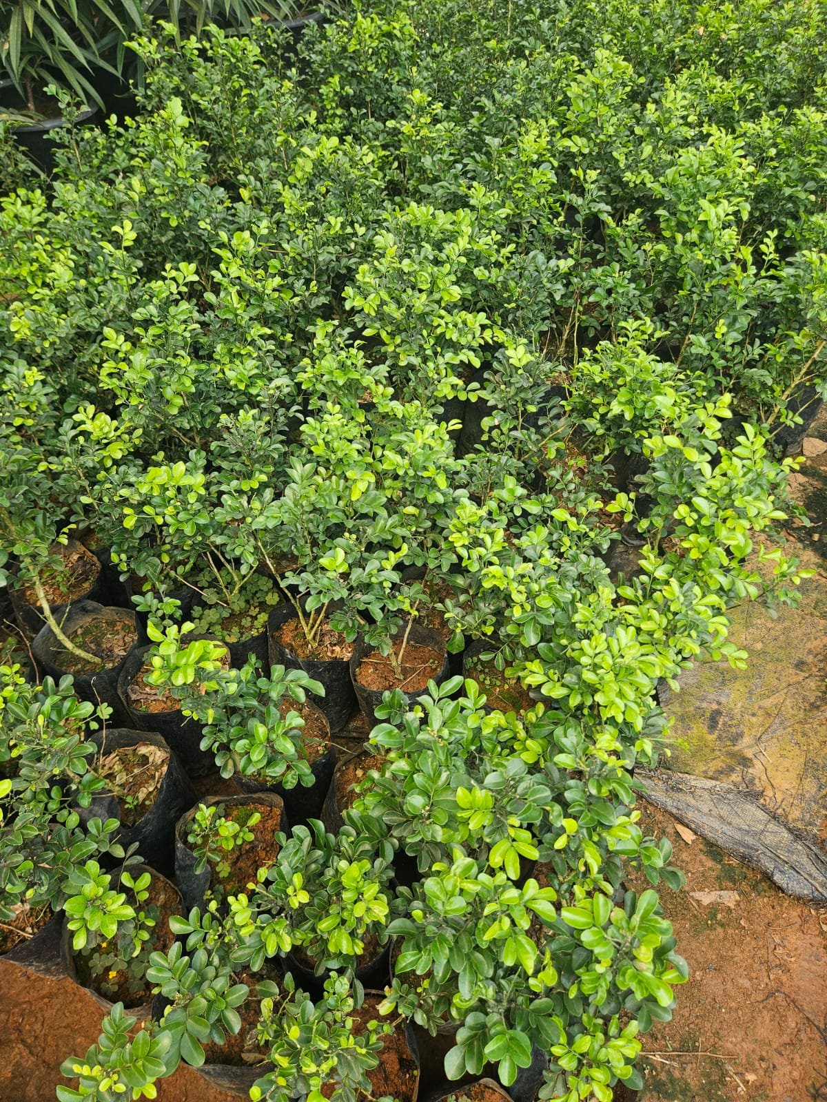 Orange Jessamine (Maramulla)