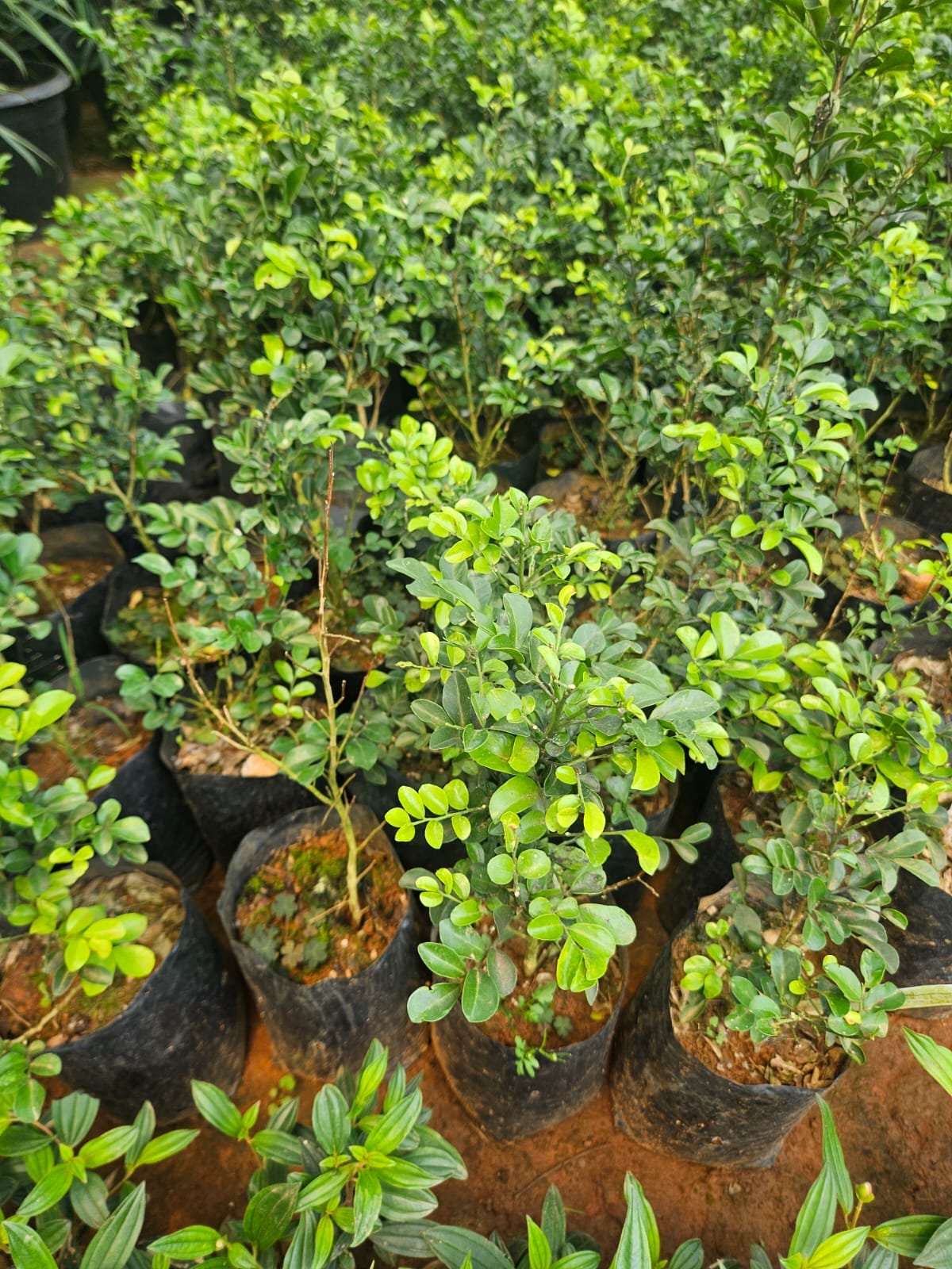 Orange Jessamine (Maramulla)