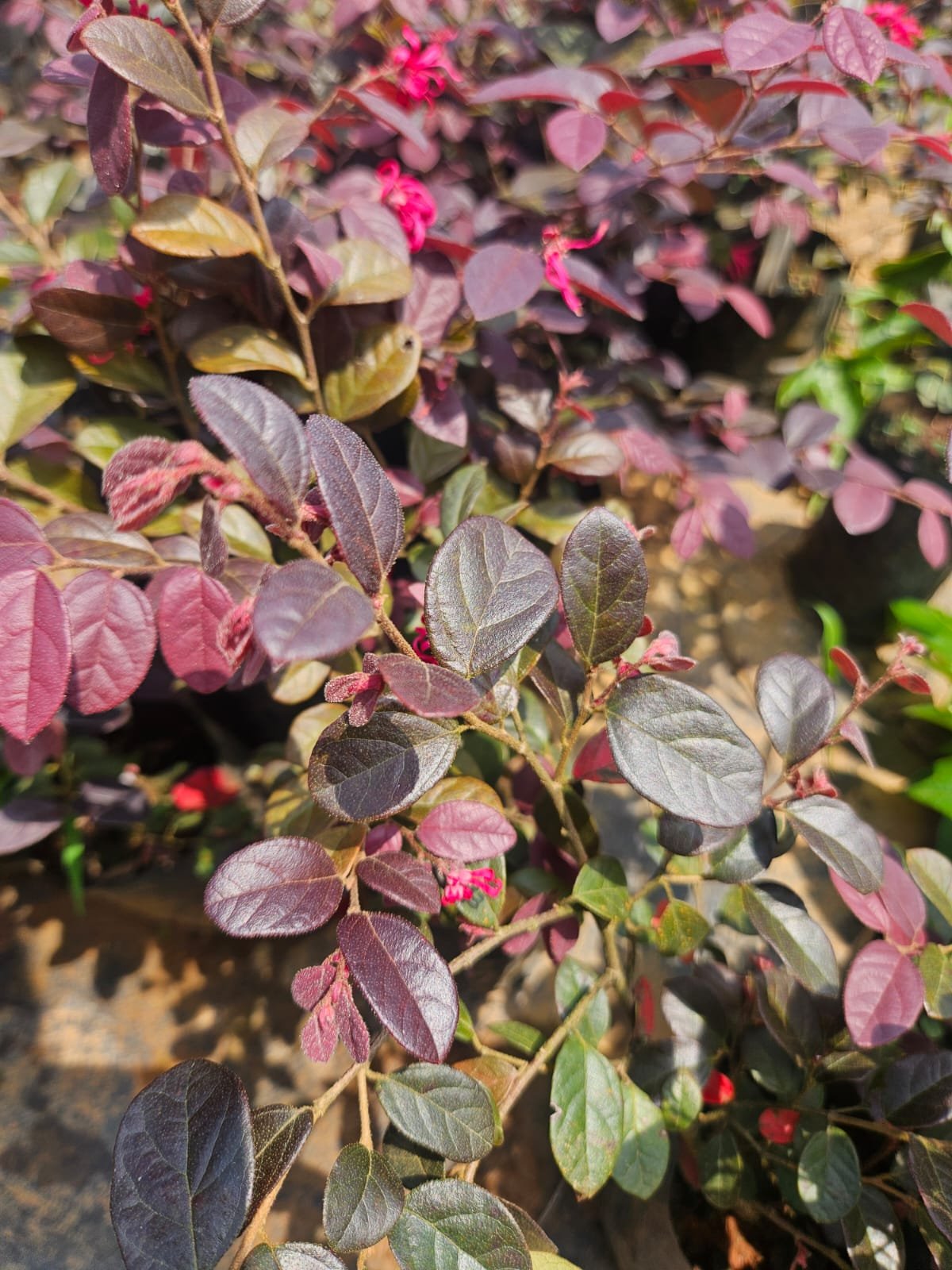 Loropetalum Loropetalum