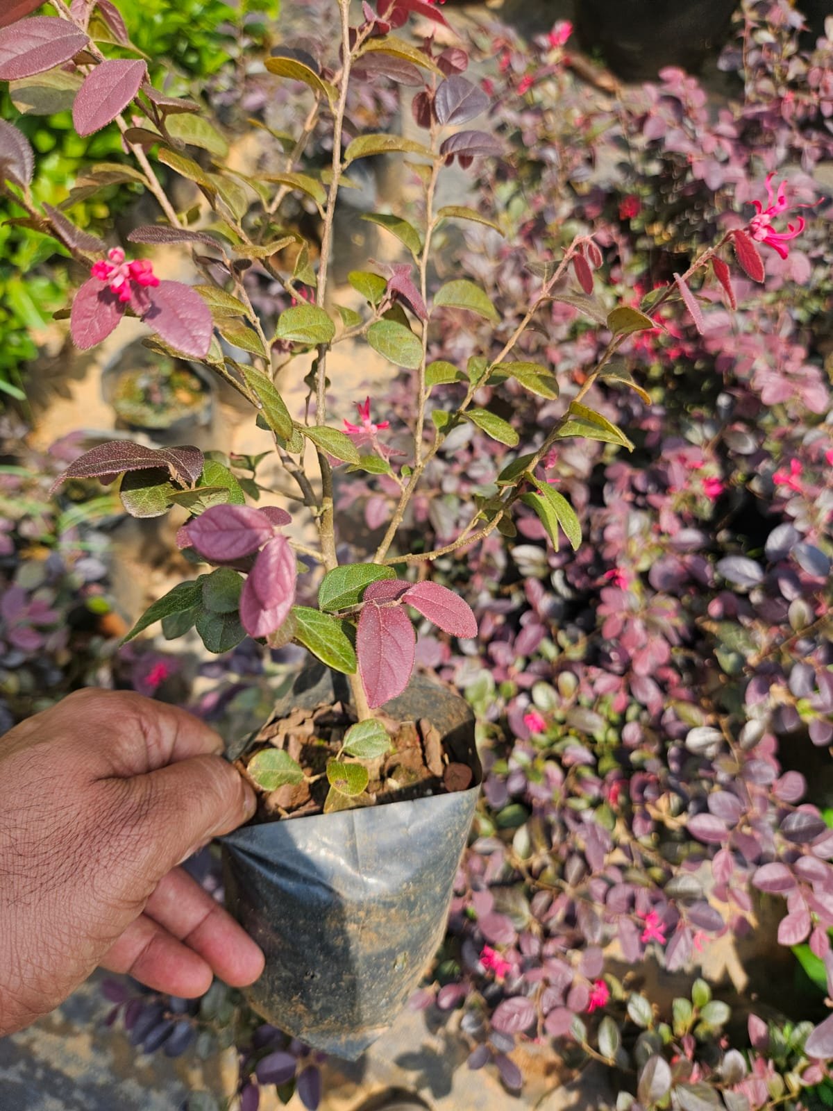 Loropetalum Loropetalum