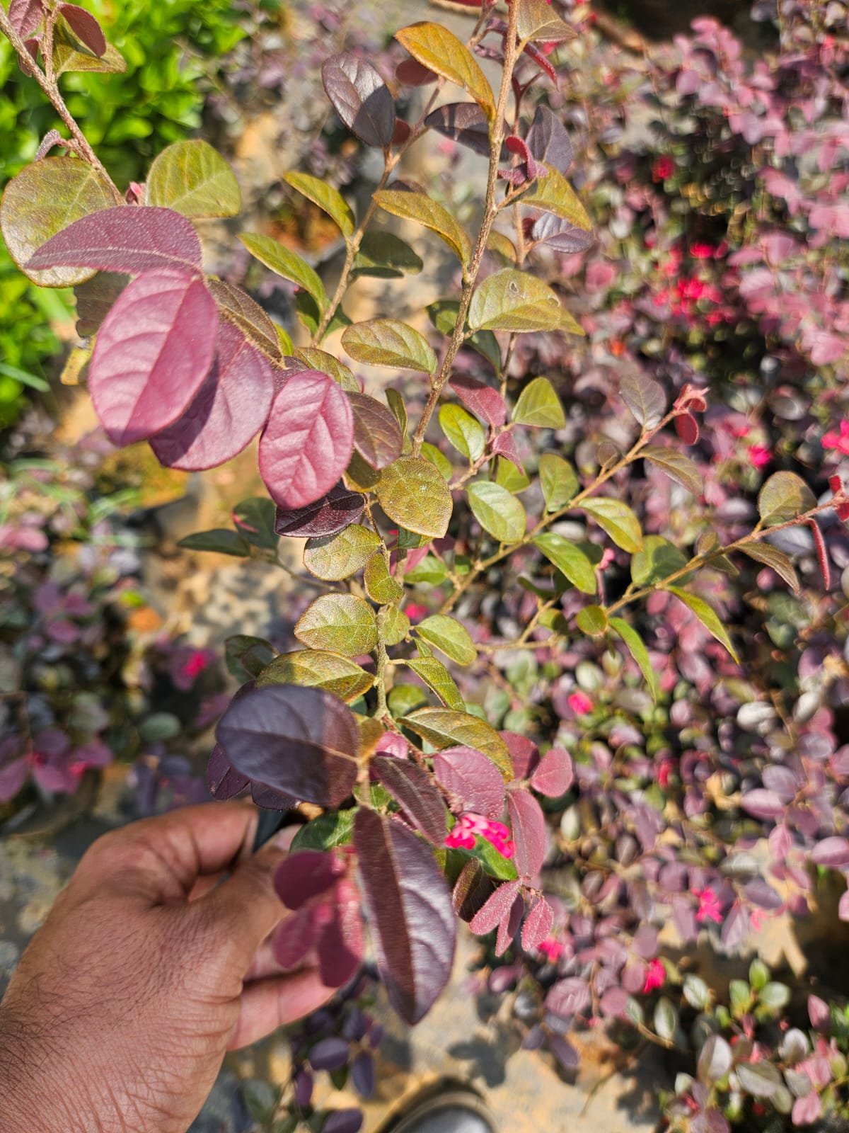 Loropetalum Loropetalum