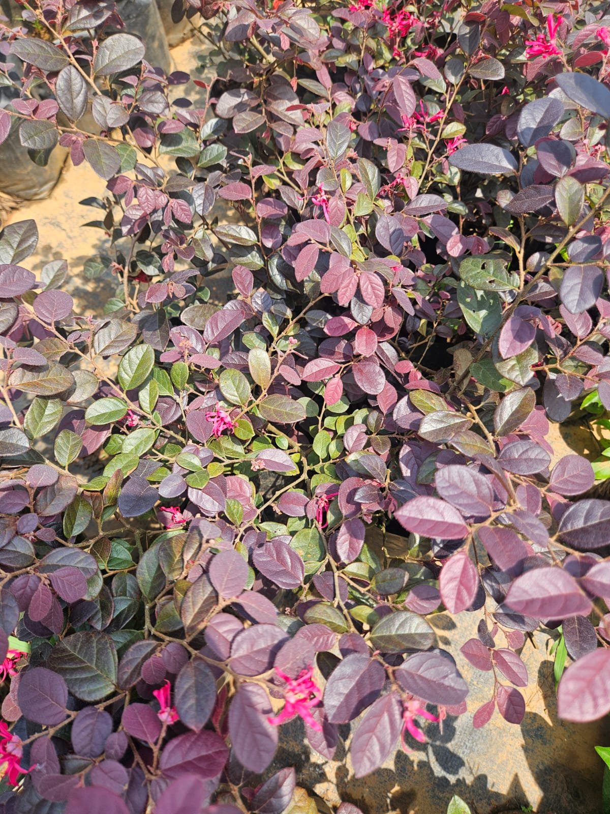 Loropetalum Loropetalum