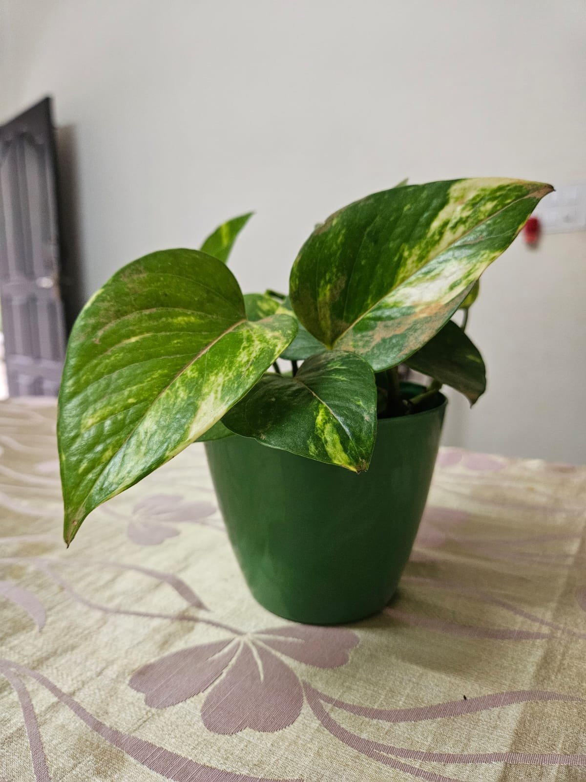 Money Plant Variegated