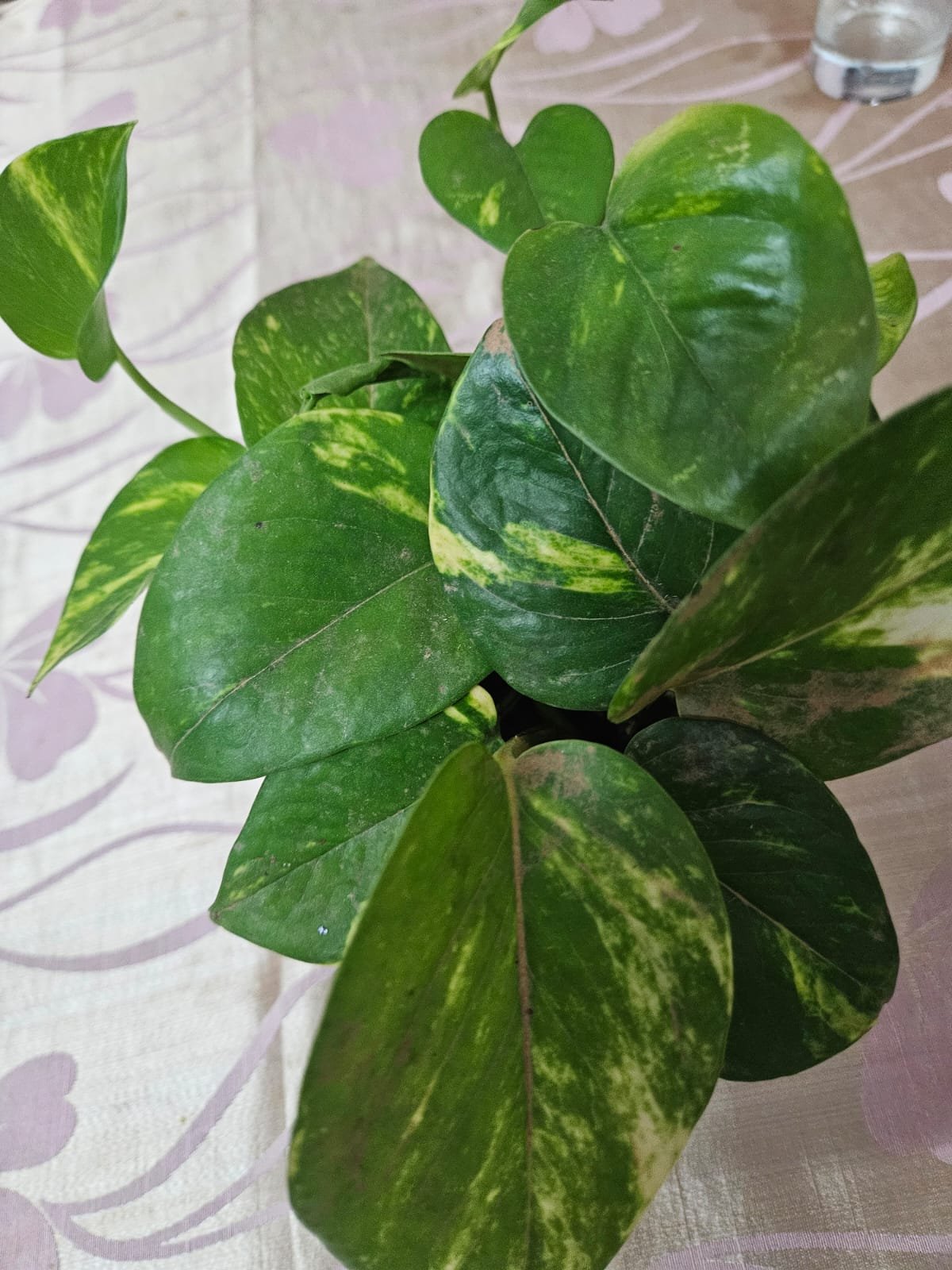 Money Plant Variegated