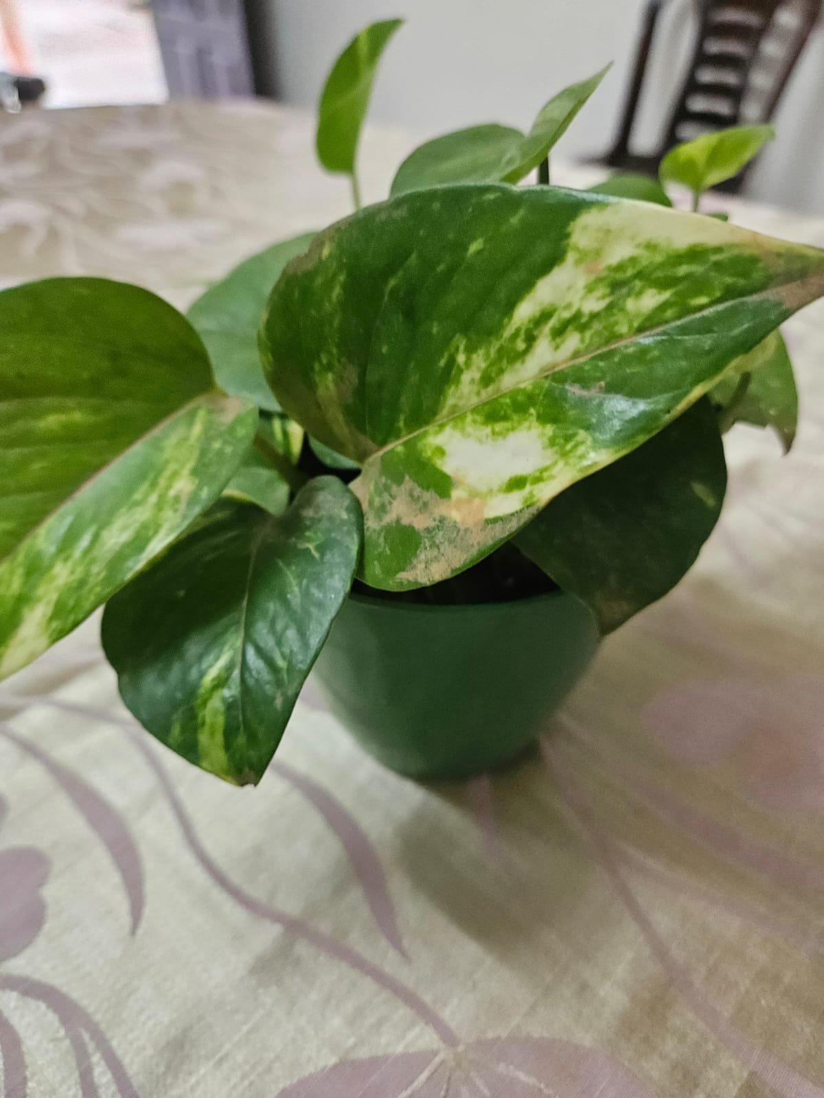 Money Plant Variegated