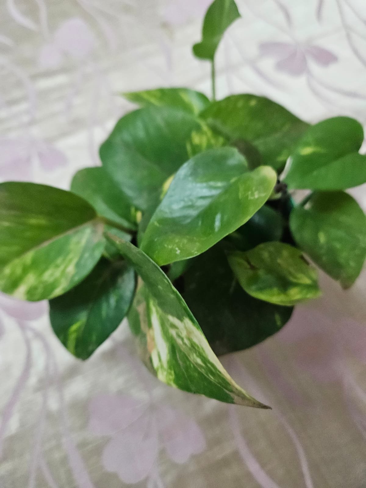 Money Plant Variegated