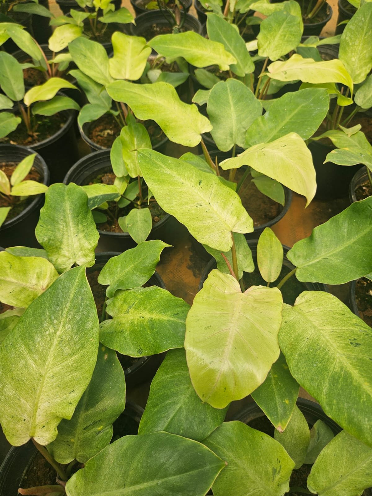 Philodendron Snowdrift