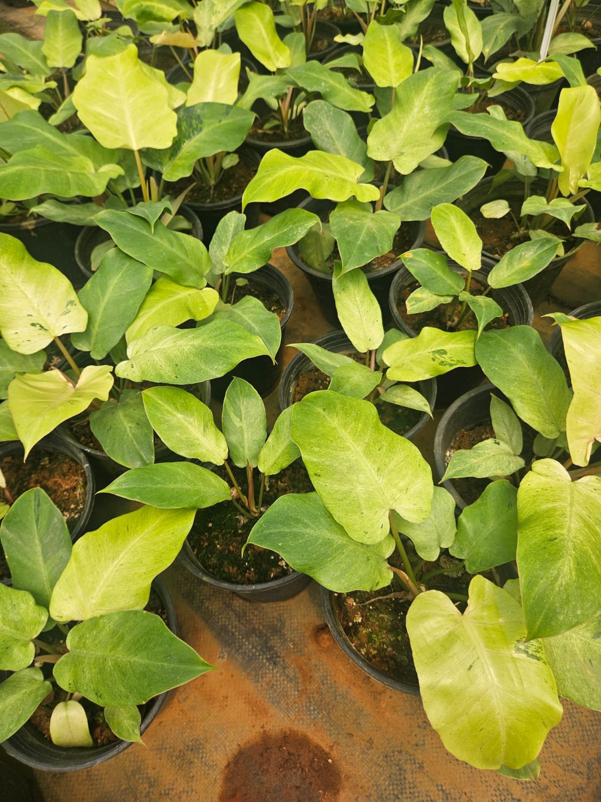 Philodendron Snowdrift