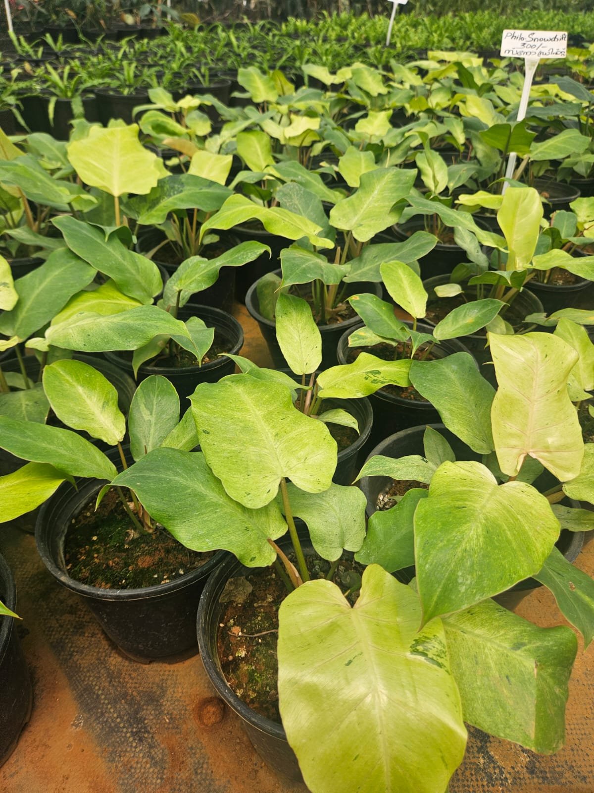 Philodendron Snowdrift