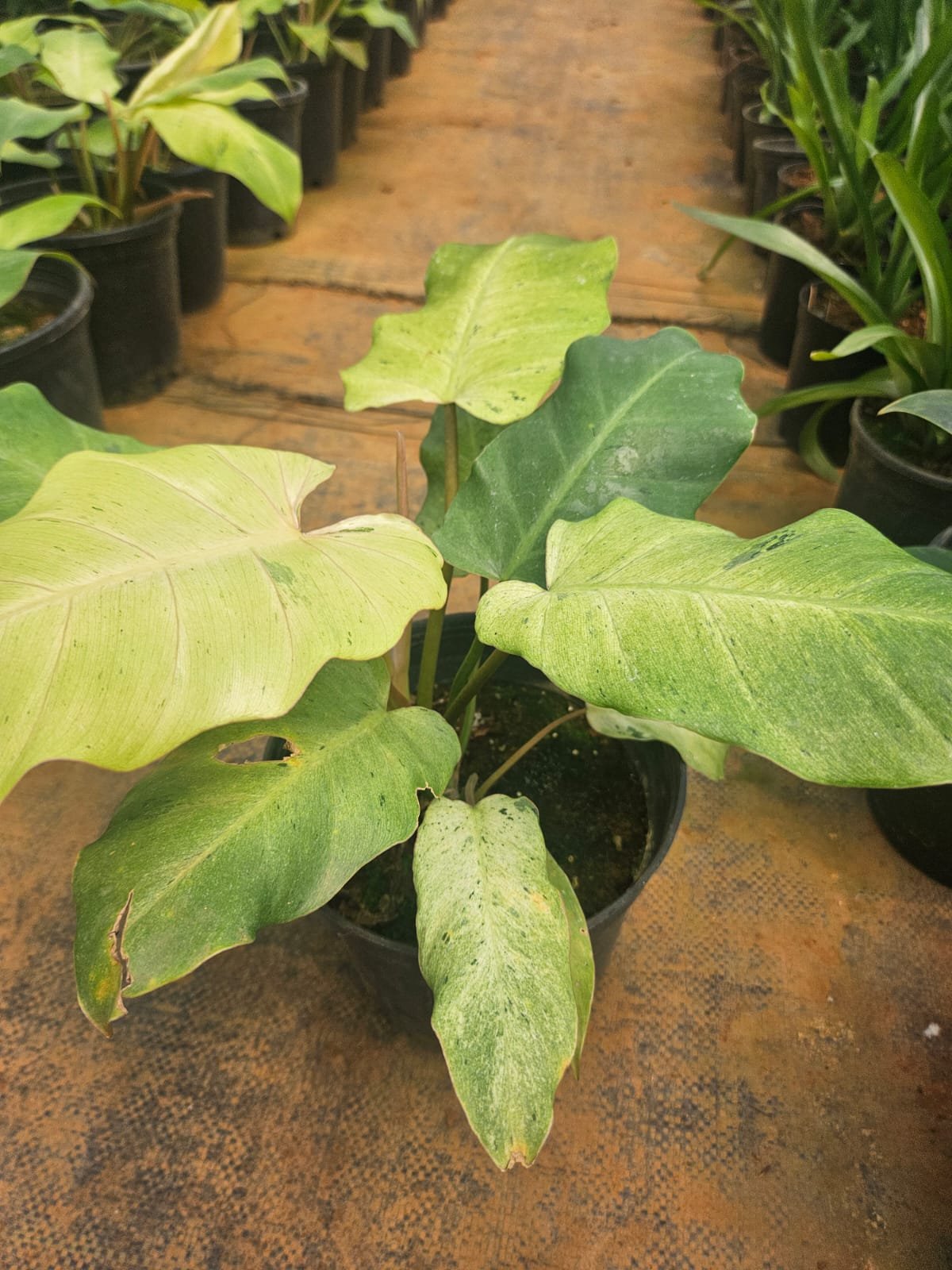 Philodendron Snowdrift