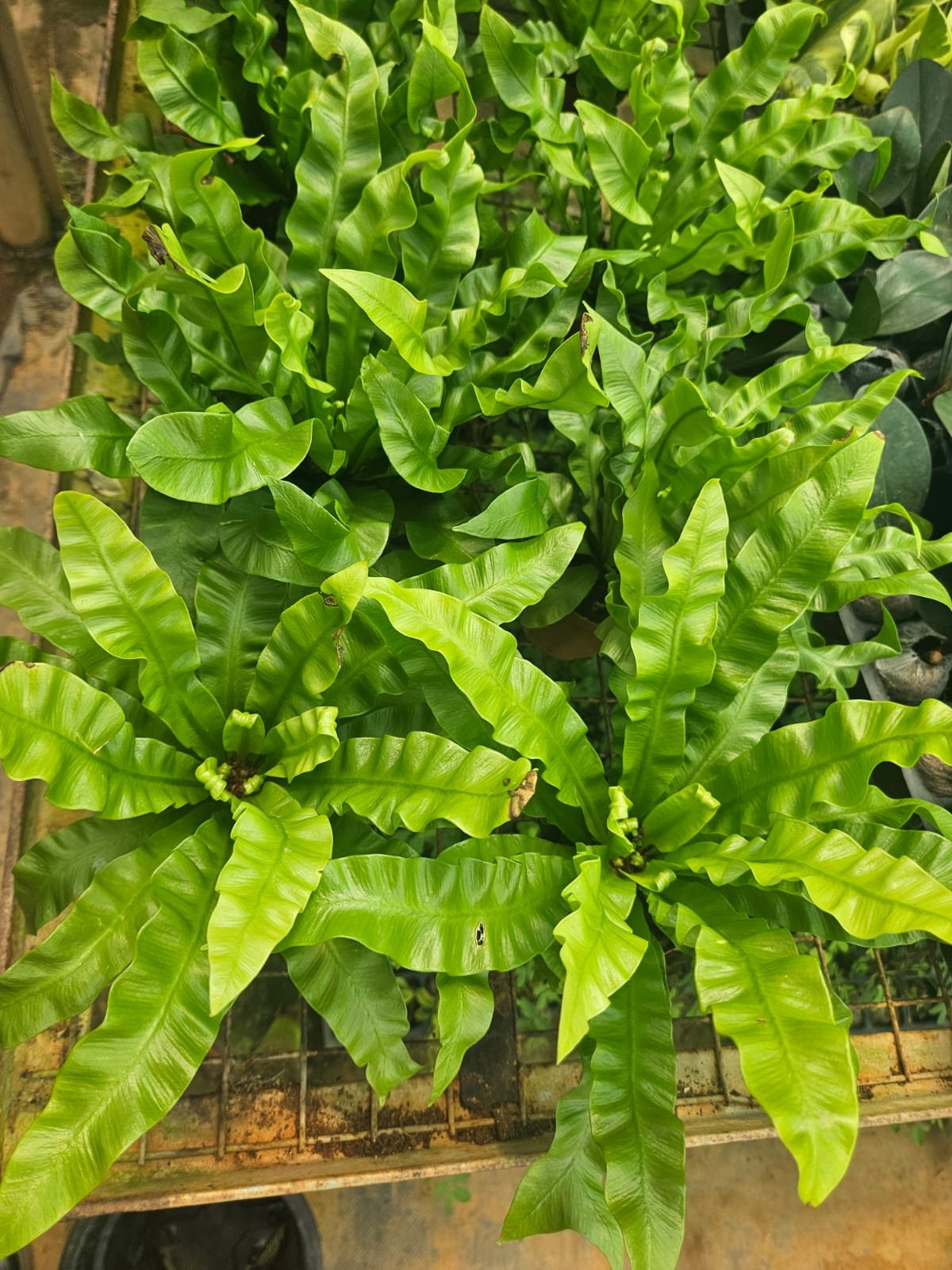 Neem Plant