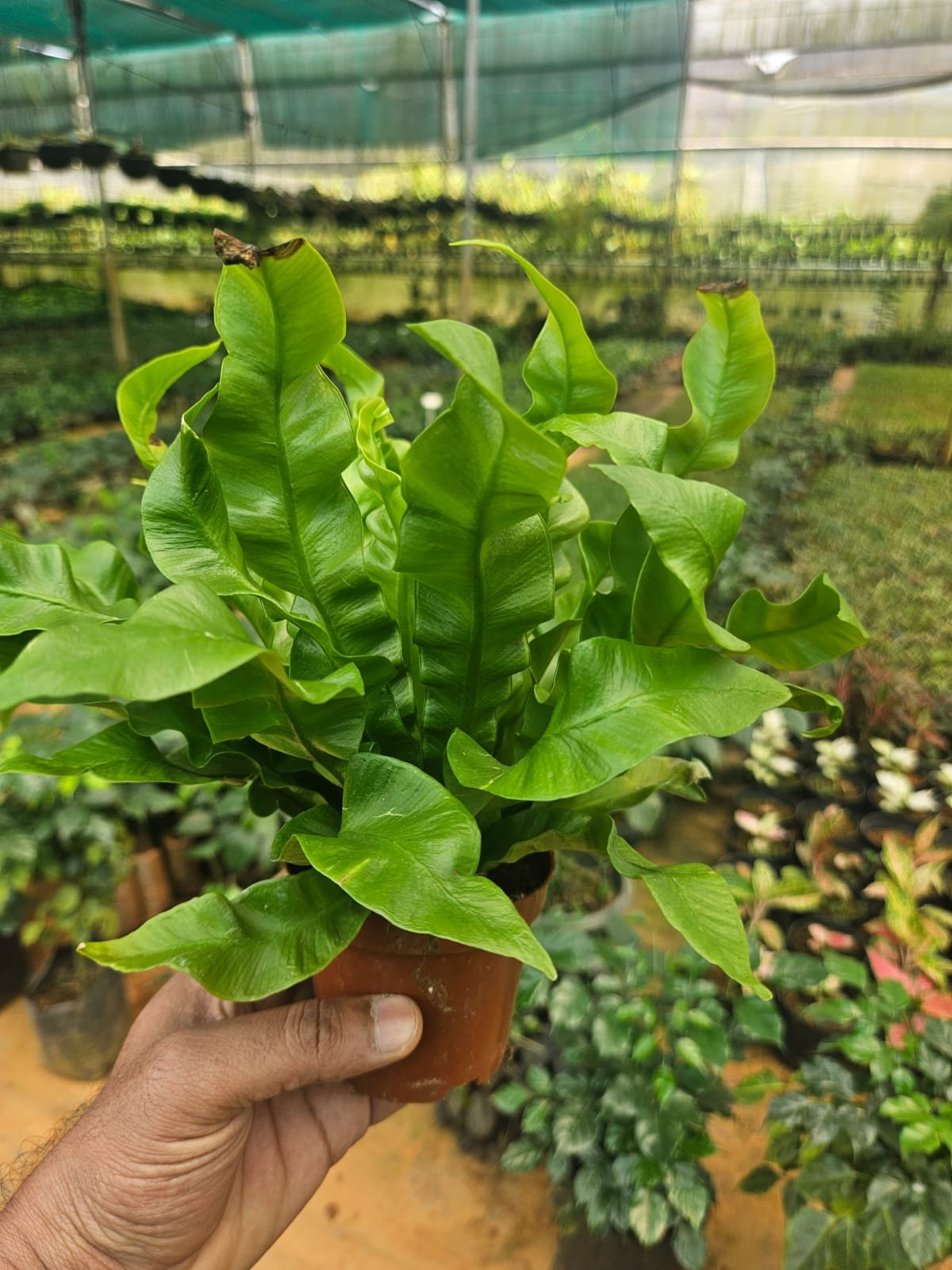 Neem Plant