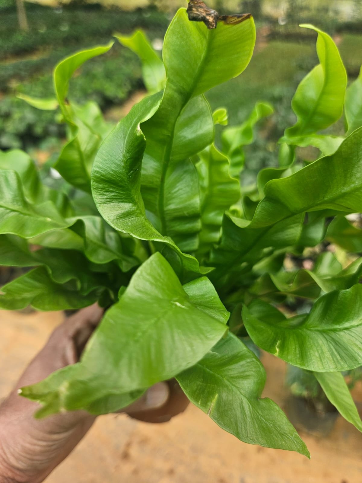 Neem Plant