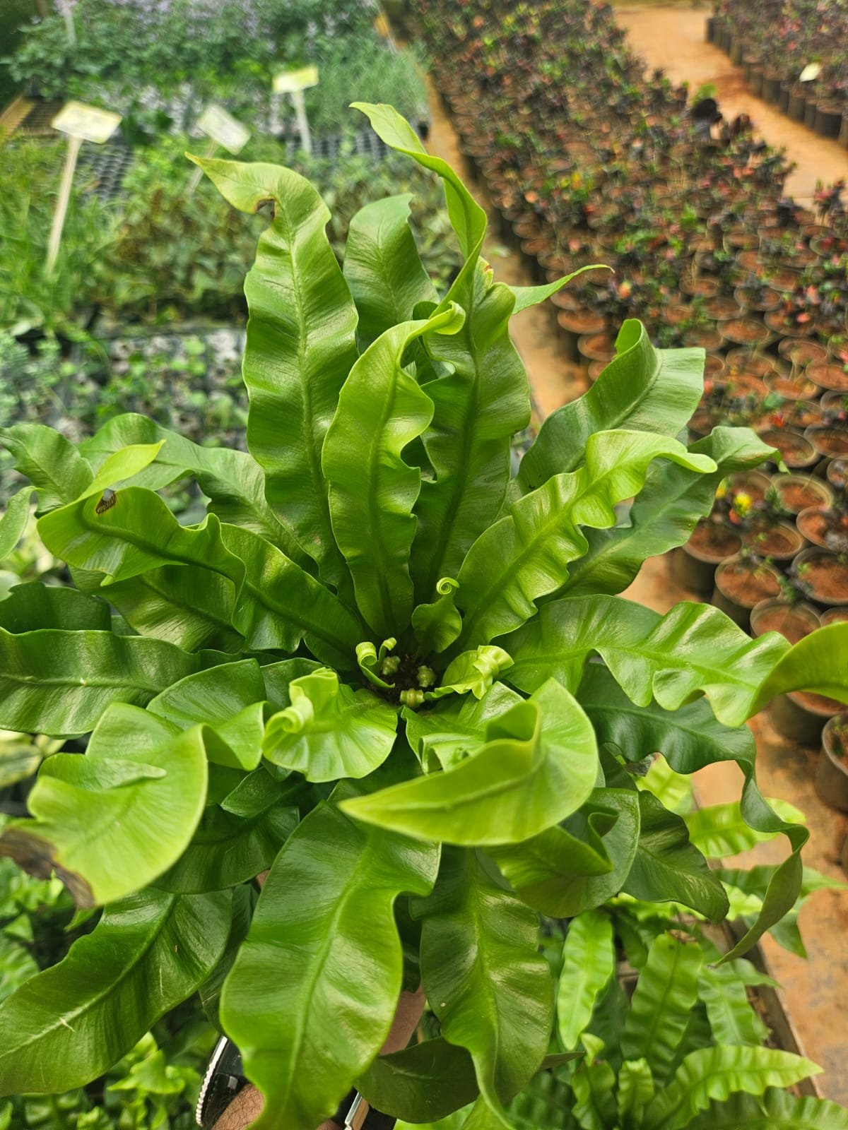 Neem Plant