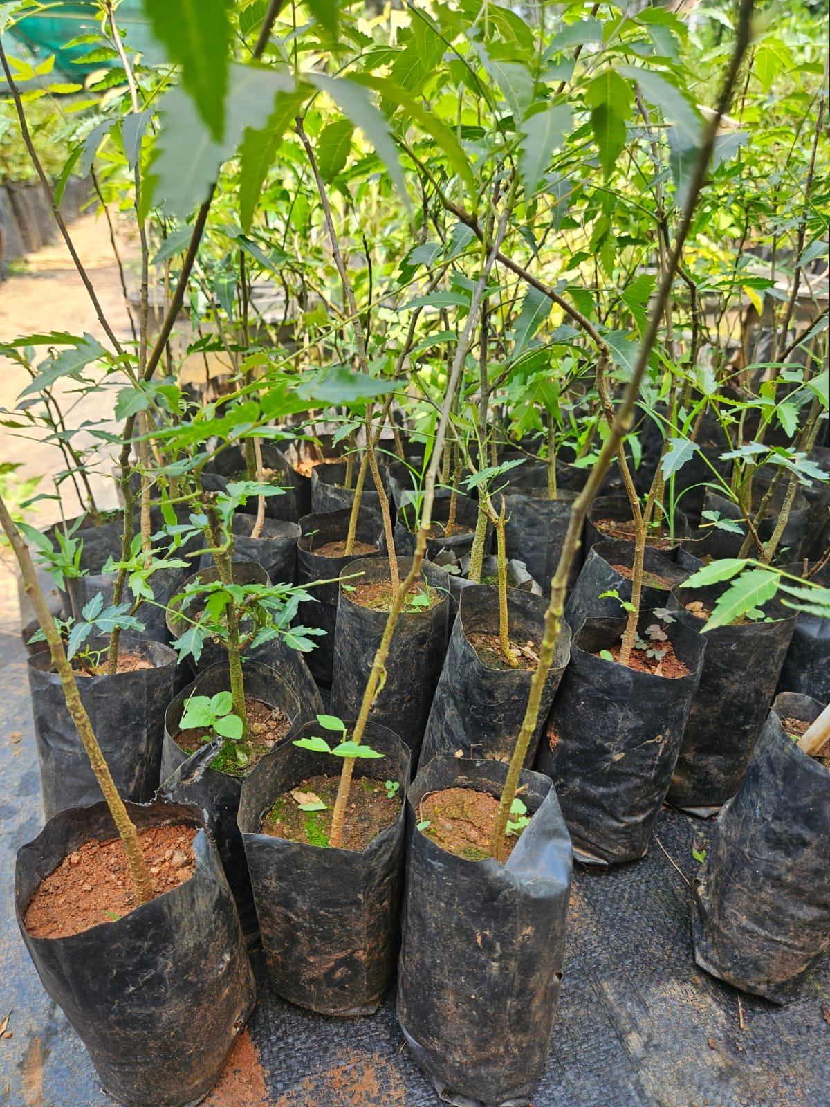 Neem Plant