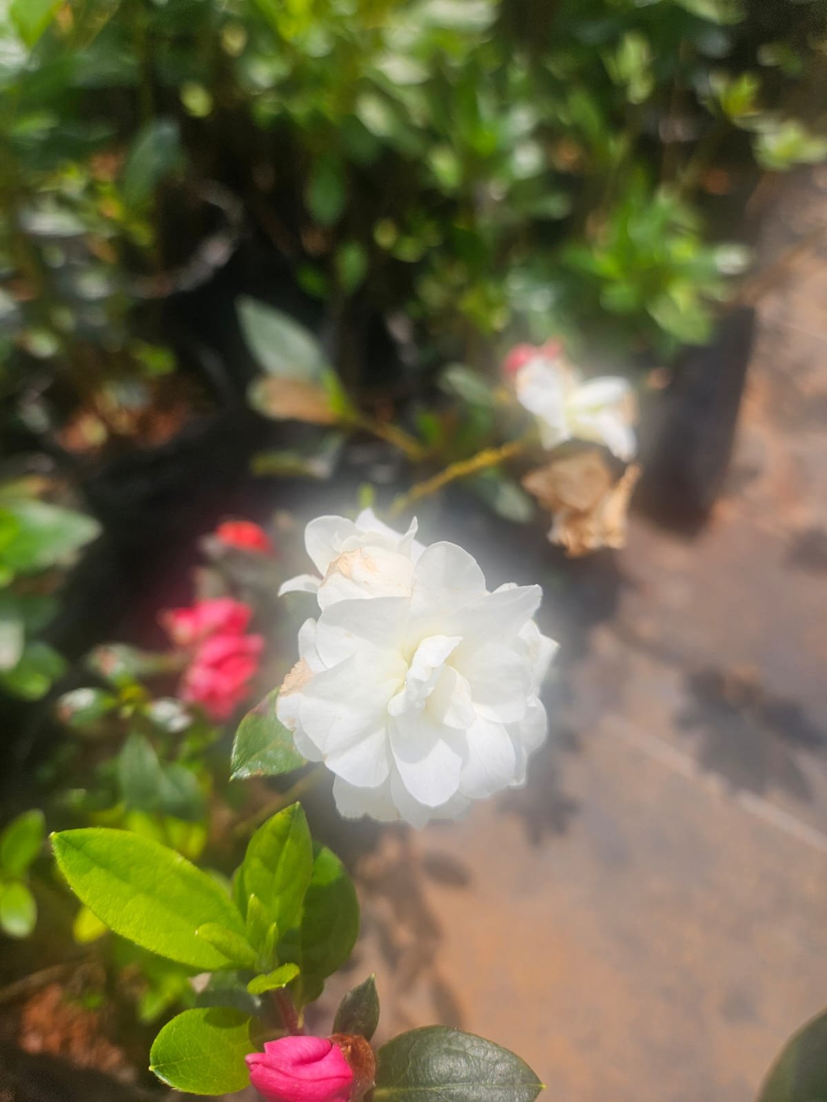 Azalea