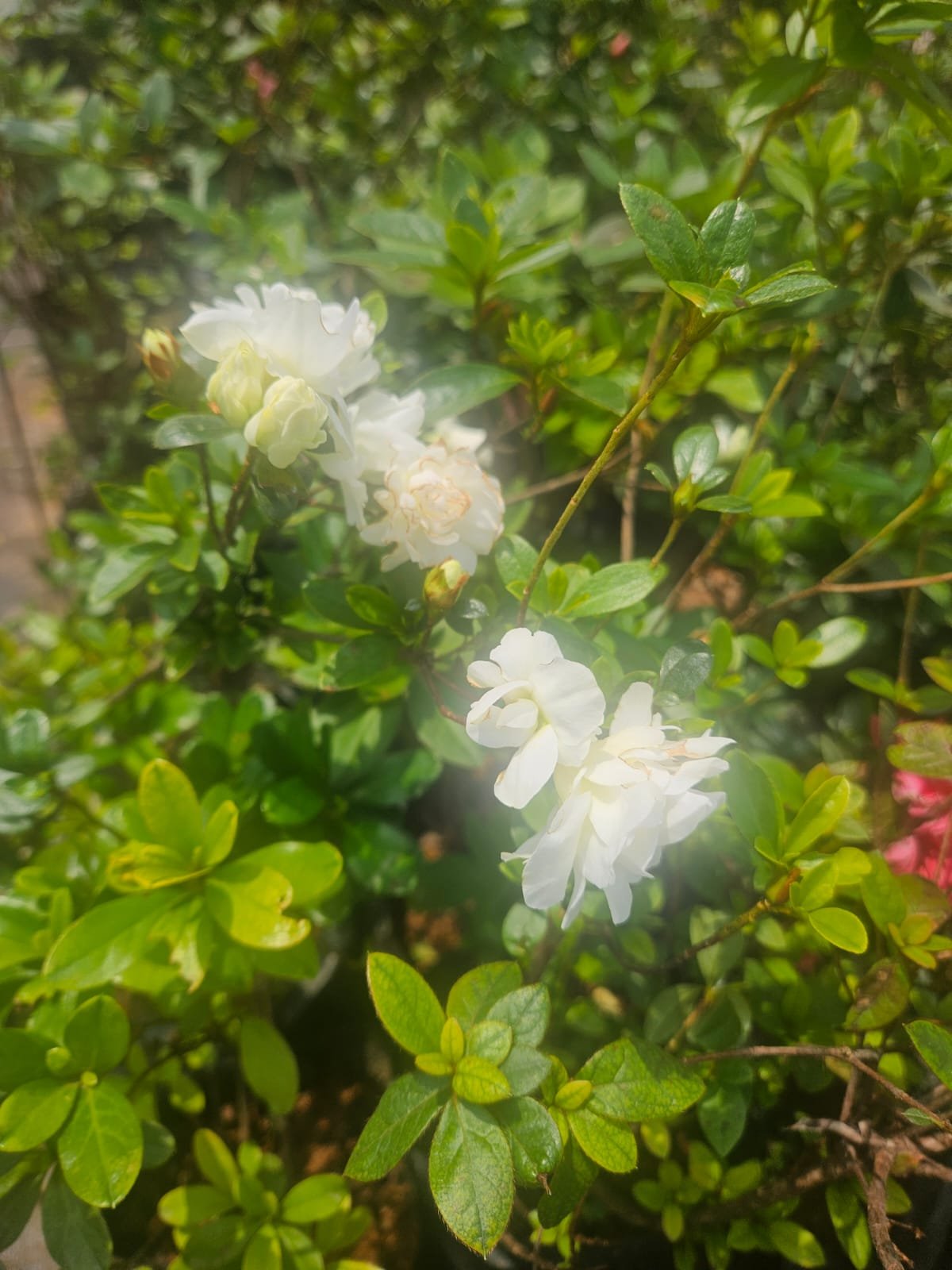 Azalea