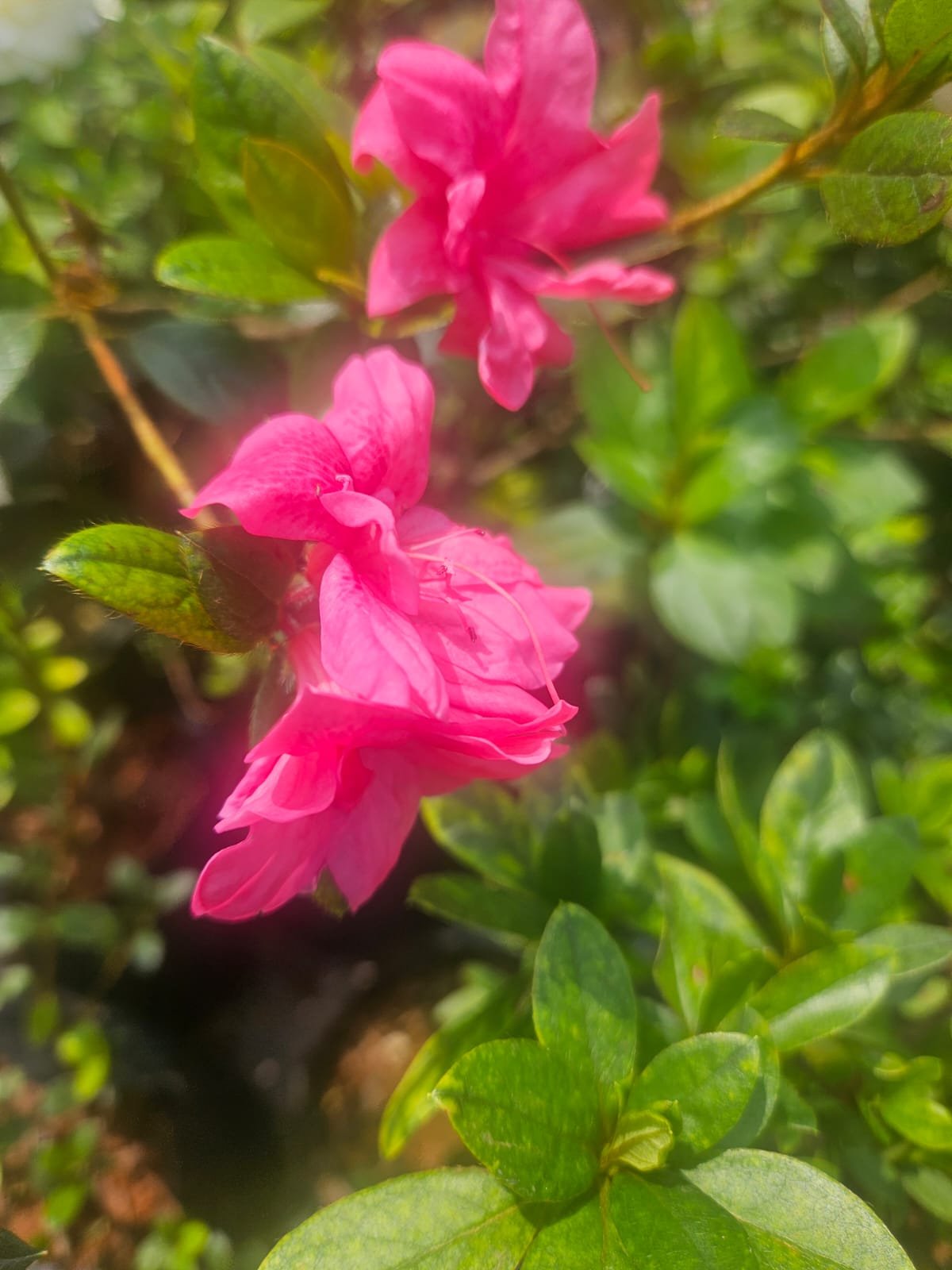 Azalea