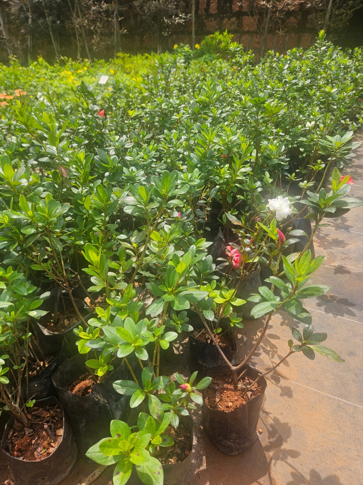 Azalea