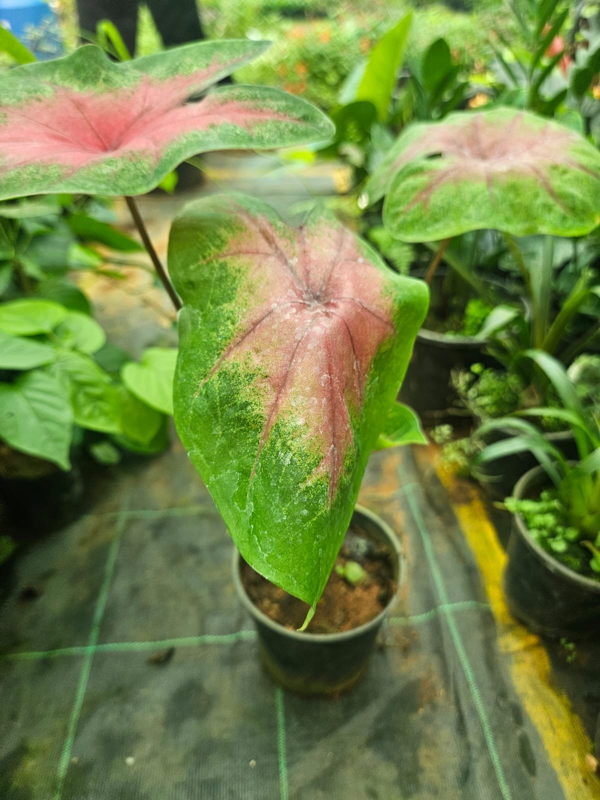 Caladium
