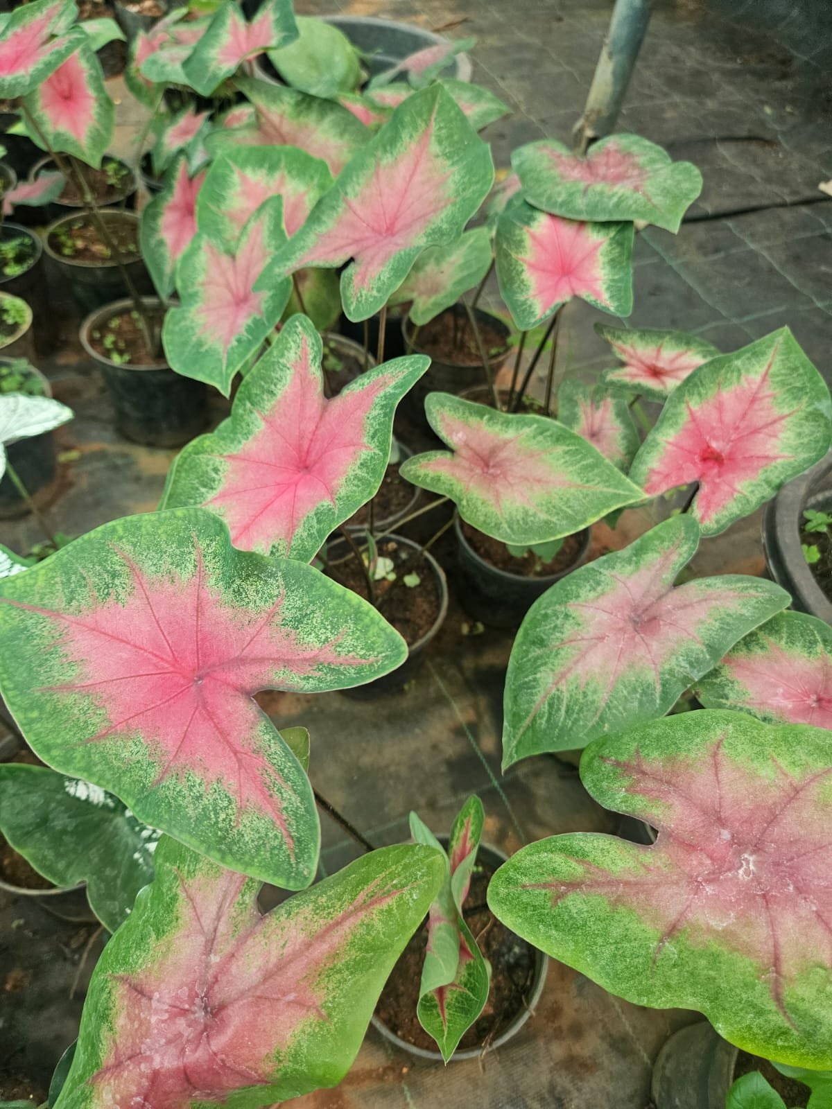 Caladium