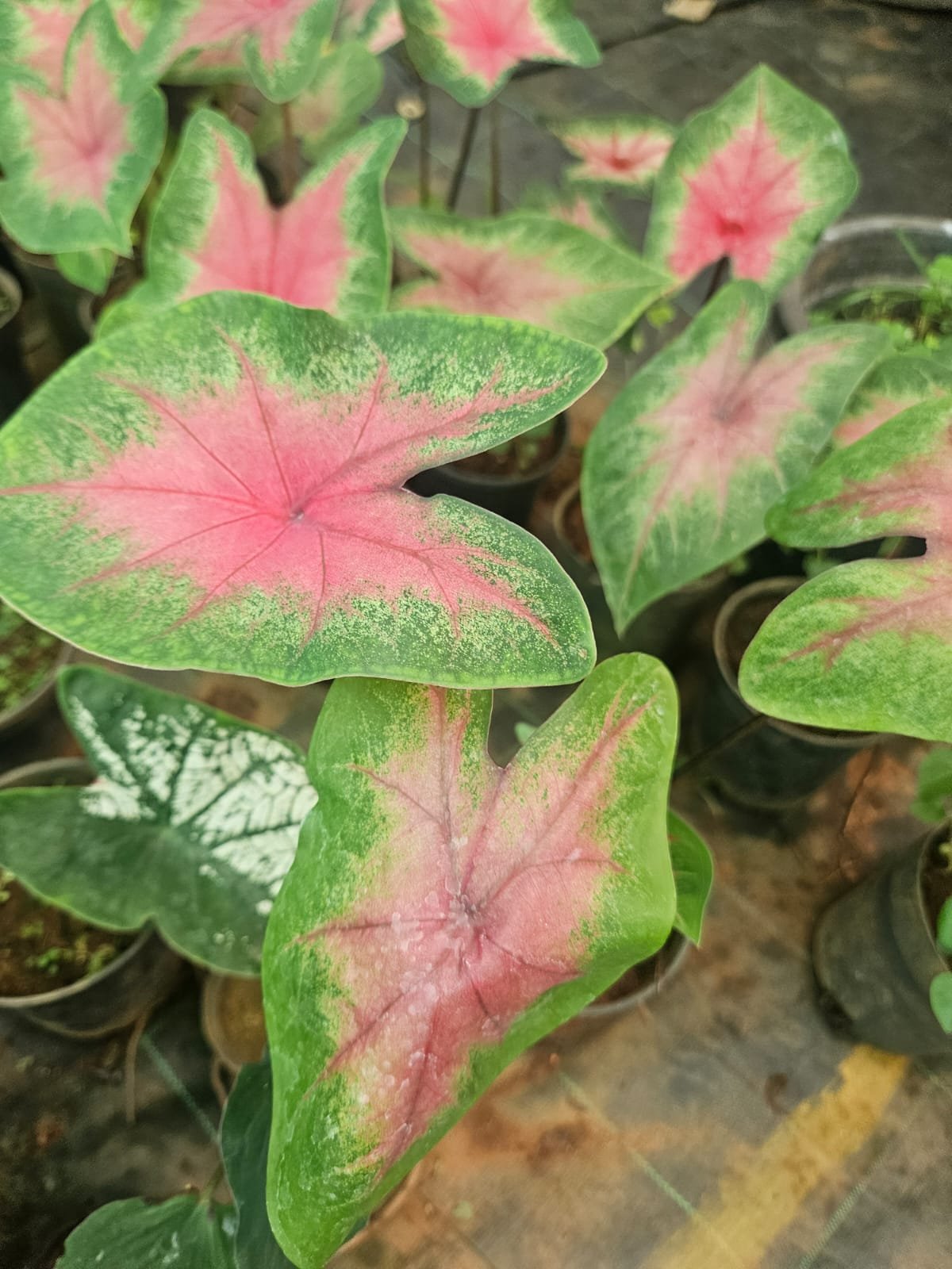 Caladium