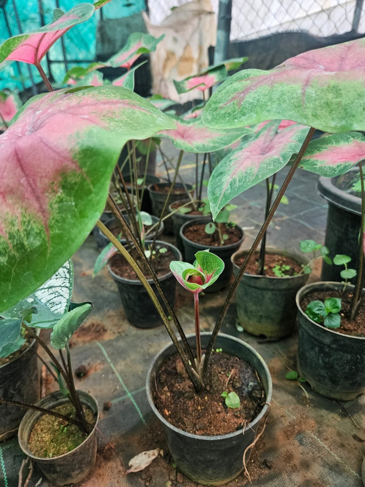 Caladium