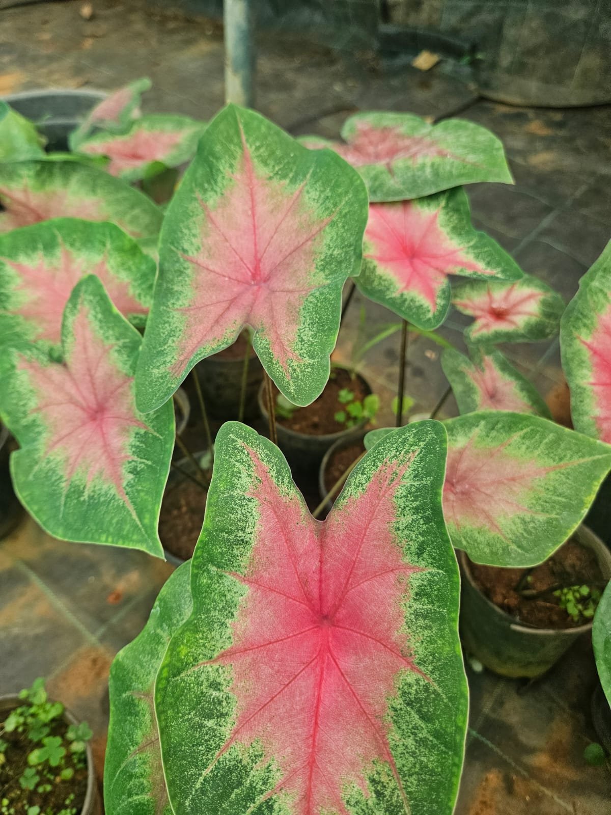Caladium
