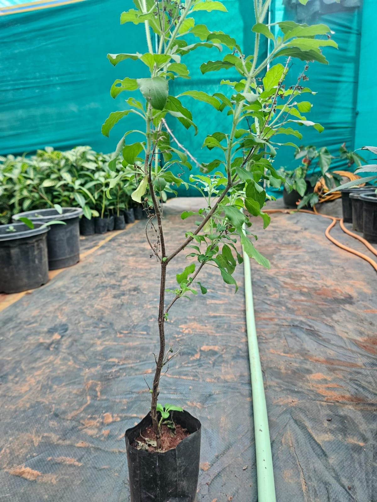 Rama Tulsi