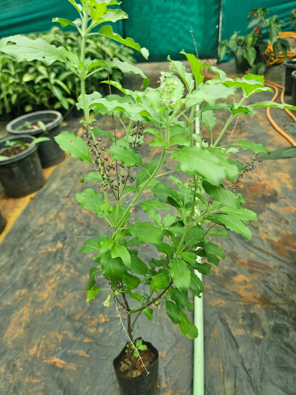 Rama Tulsi