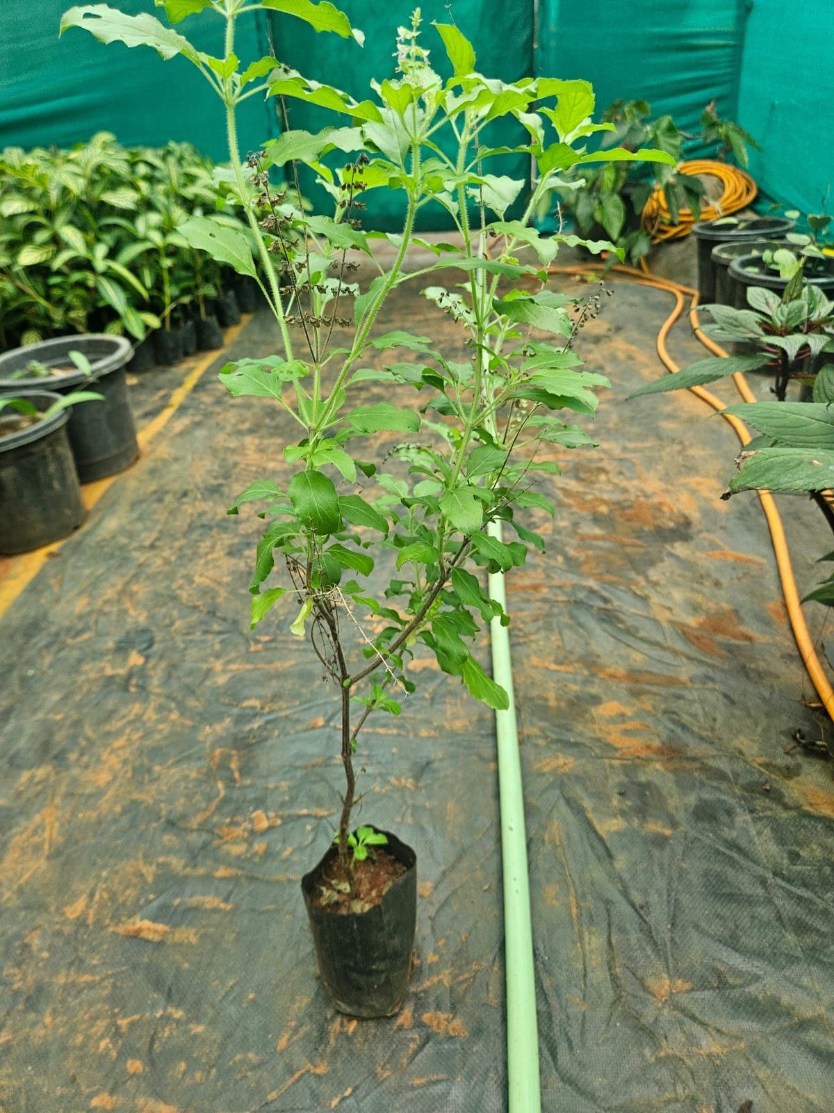 Rama Tulsi