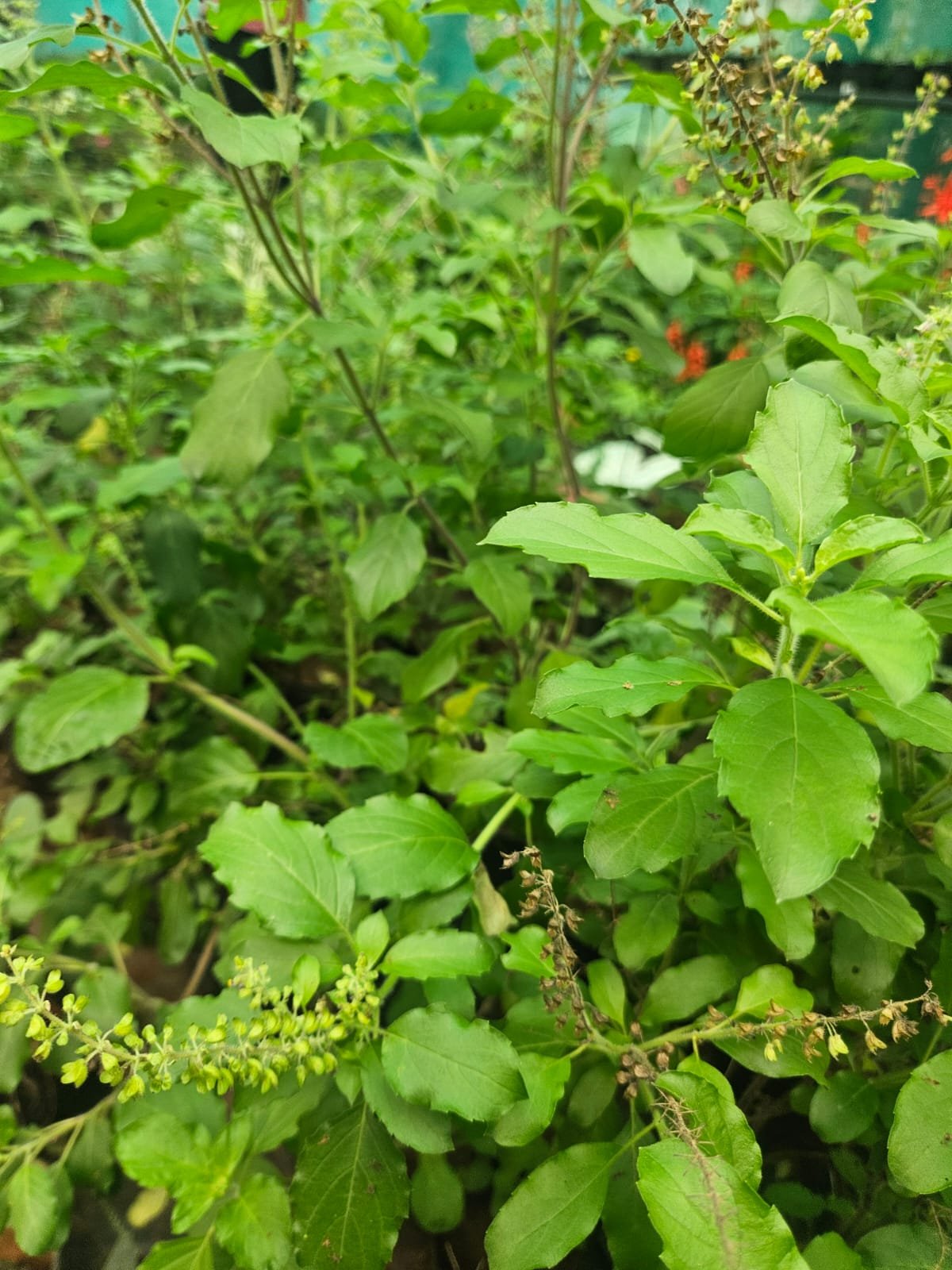 Rama Tulsi