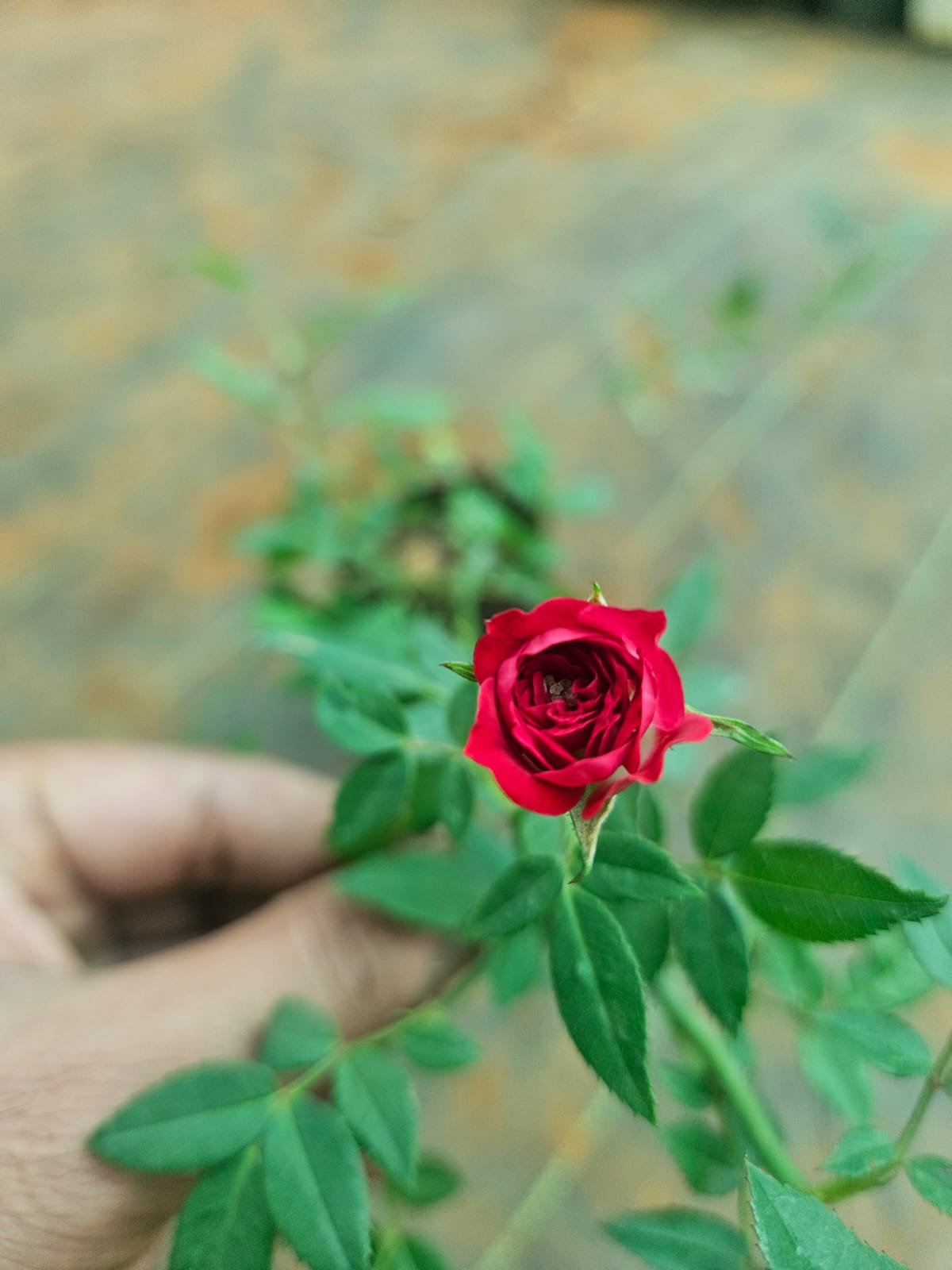 Miniature Climbing Rose